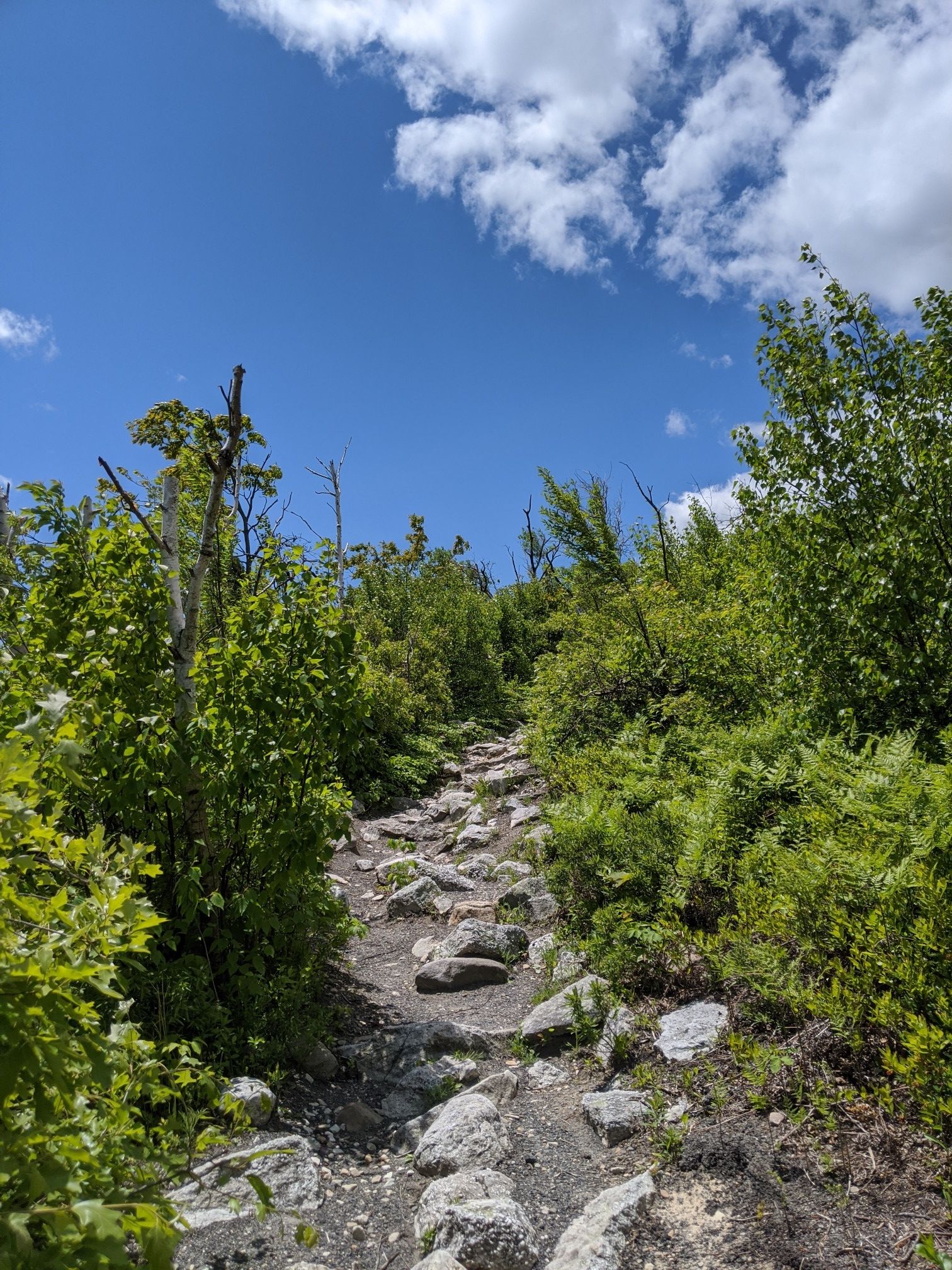 A rocky uphill trail winding through green bushes under a bright blue sky. - Ice Caves Trail