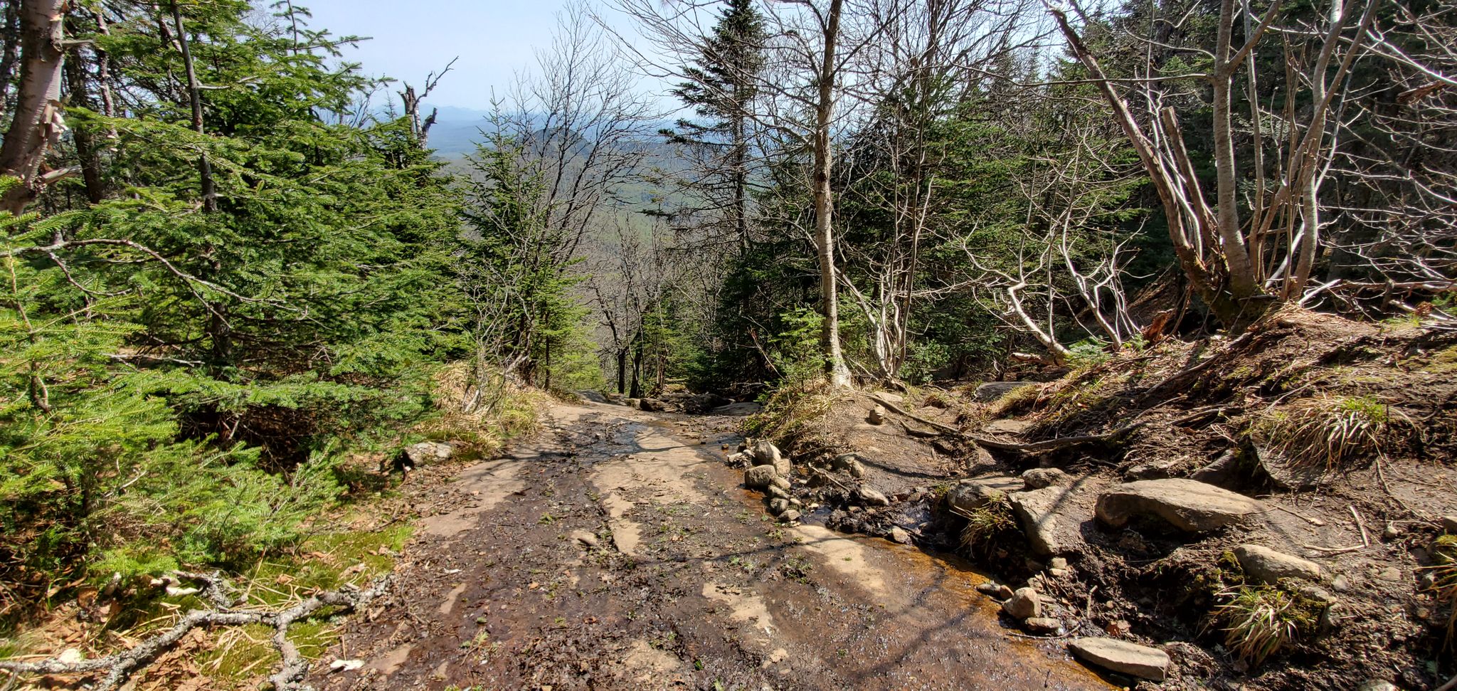 A muddy, rocky forest trail winding downhill through dense trees. - Snowy Mountain Trail