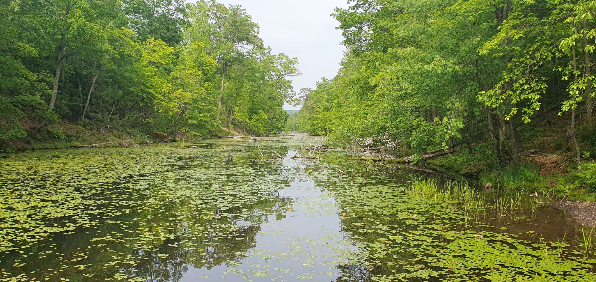 Calm water covered in green lily pads, surrounded by lush trees. - Bays Mountain Reservoir loop from Bays Mountain Park