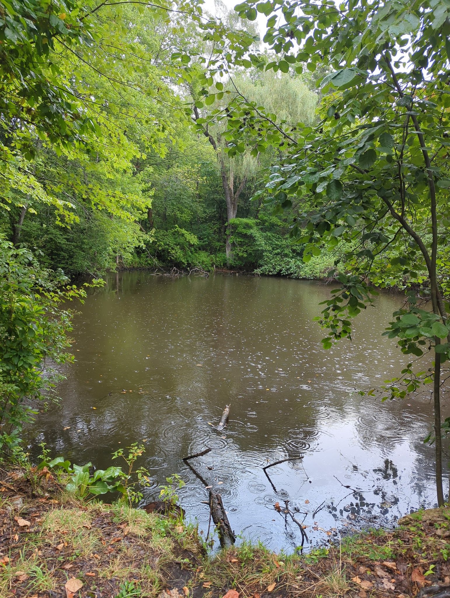 A small, dark pond in a dense forest, with ripples on the surface. - Lind Farm loop from Foxboro