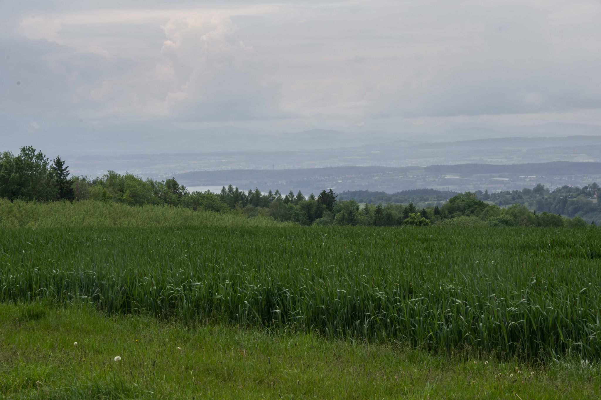 Bodensee in Sicht