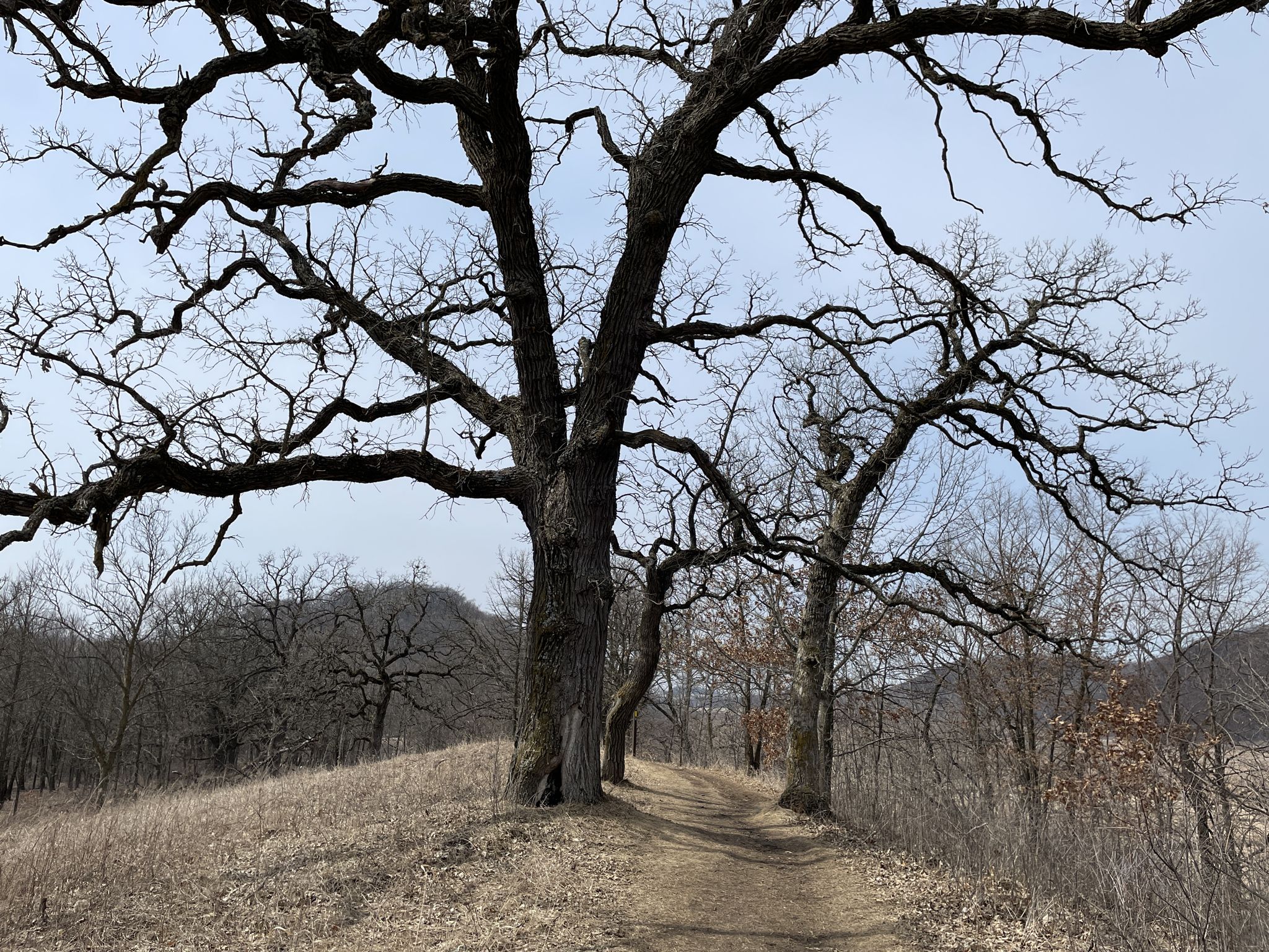 A large, gnarled bare tree stands beside a dirt path on a hill. - Ice Age Trail: Lodi Marsh Segment