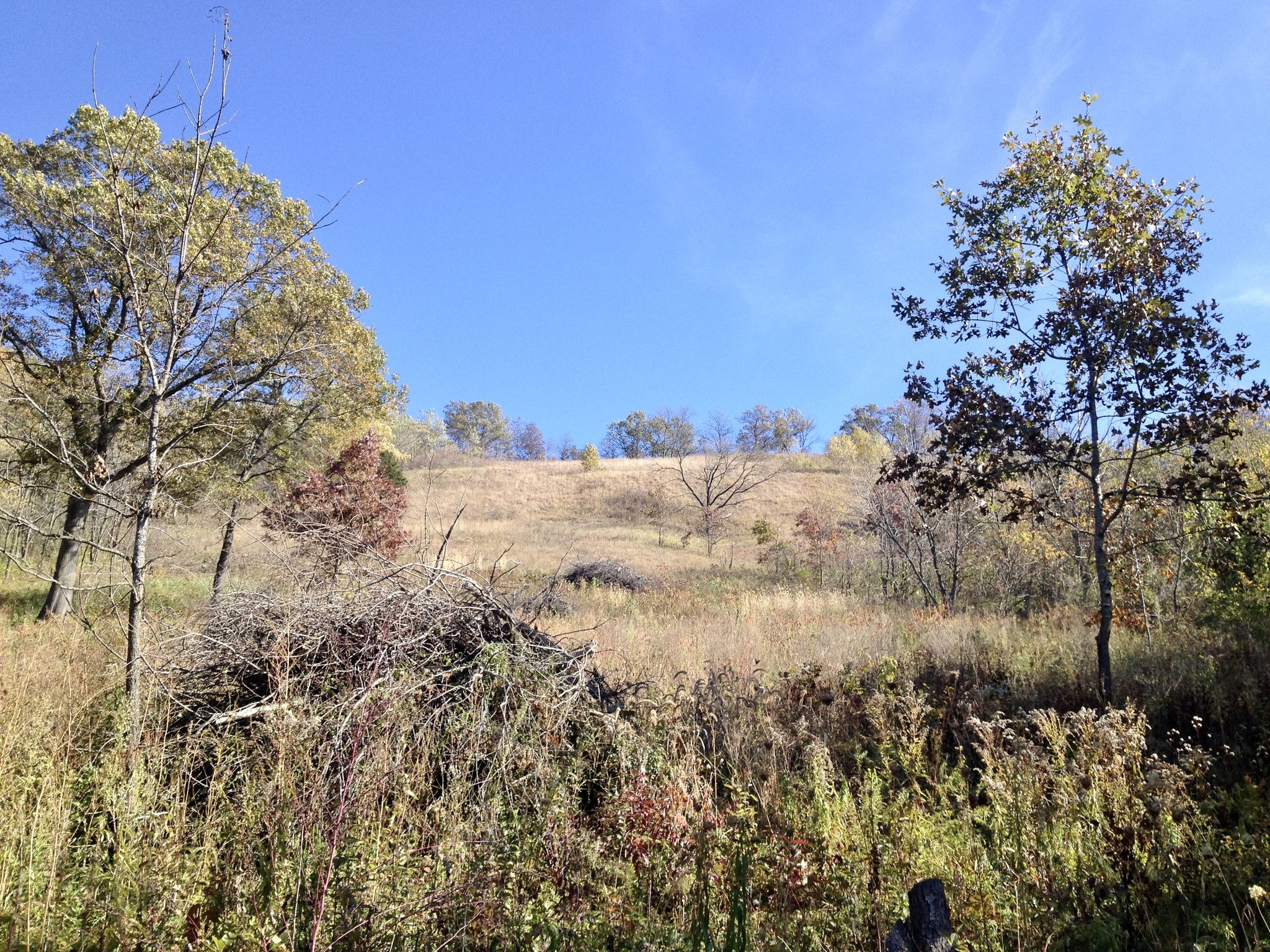 Sunny hillside with dry grass and scattered trees under a bright blue sky. - White Pine Run to Reed's Run Loop