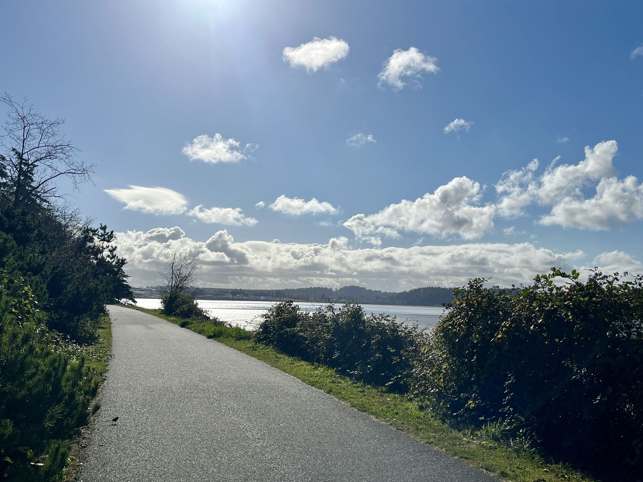 Paved path alongside a sunny lake with green bushes and a bright sky. - Fidalgo Island Southside loop