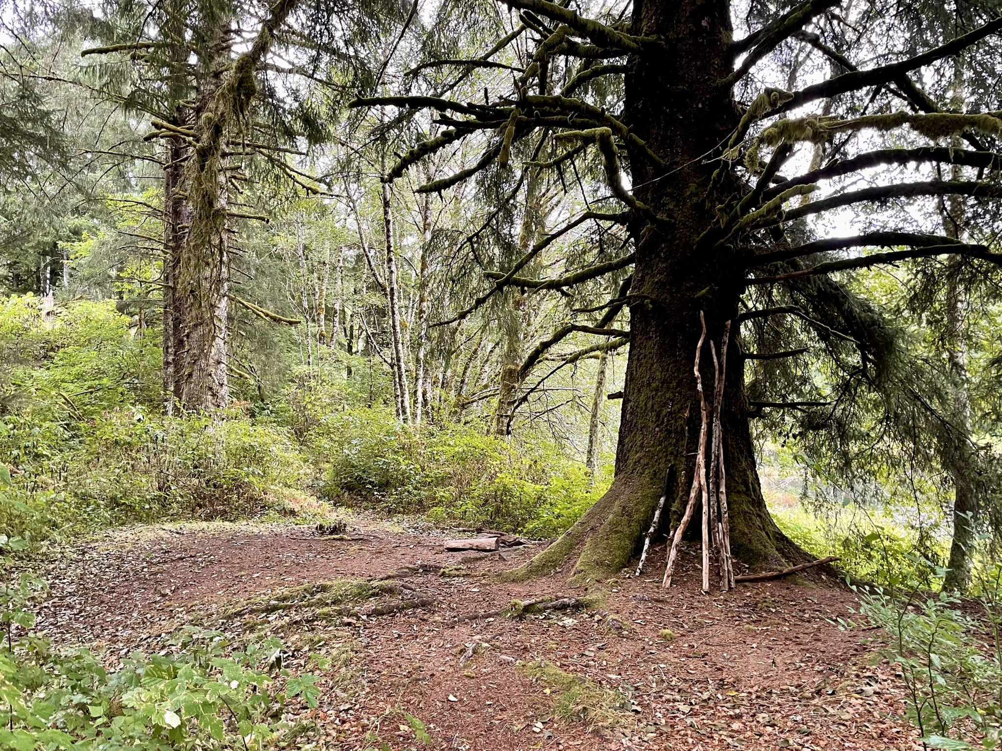 Large mossy tree with exposed roots in a forest clearing, sticks leaning against trunk. - Lost Lake, Bloom Lake, and Spruce Creek Loop