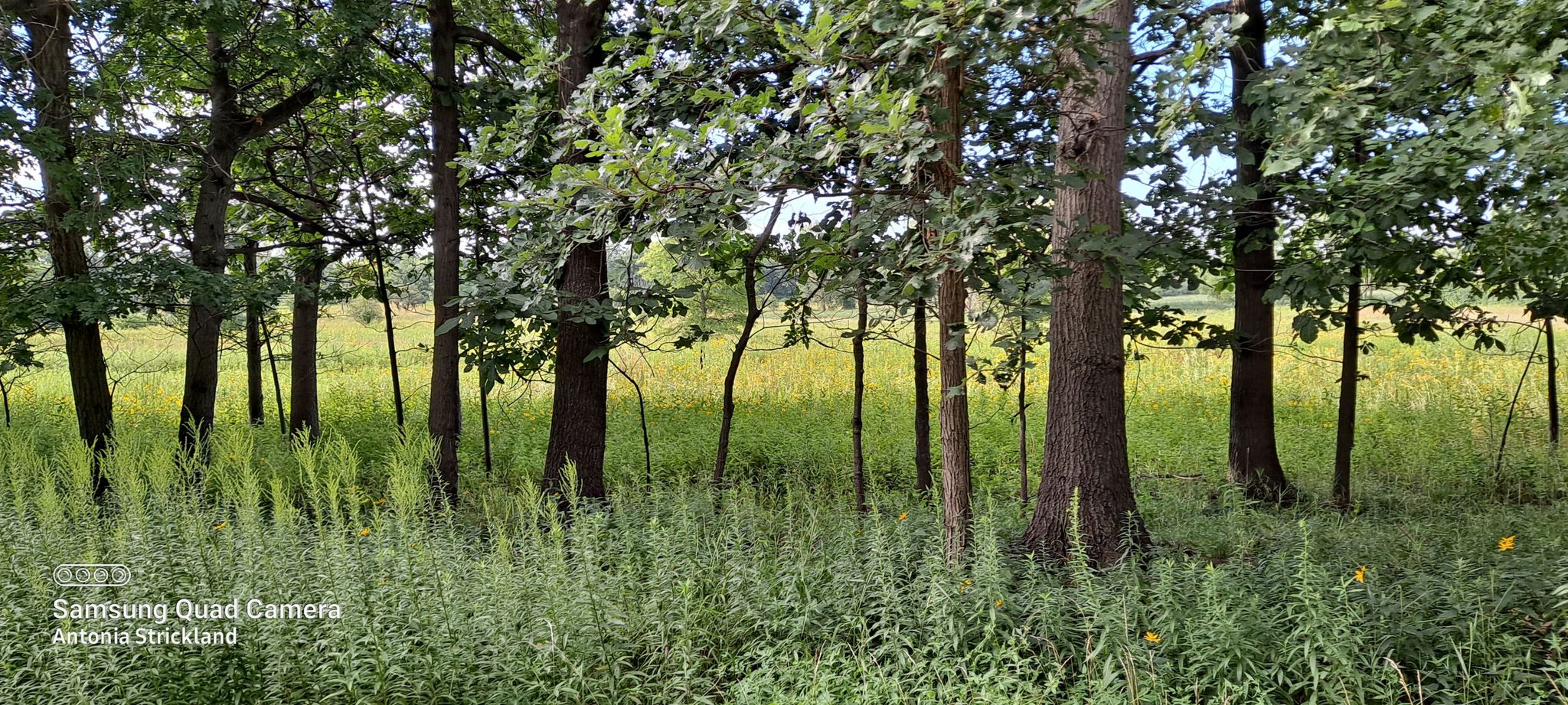 Dense forest with tall trees and lush green undergrowth in dappled light. - Salt Creek – Brookfield Woods loop from Austin