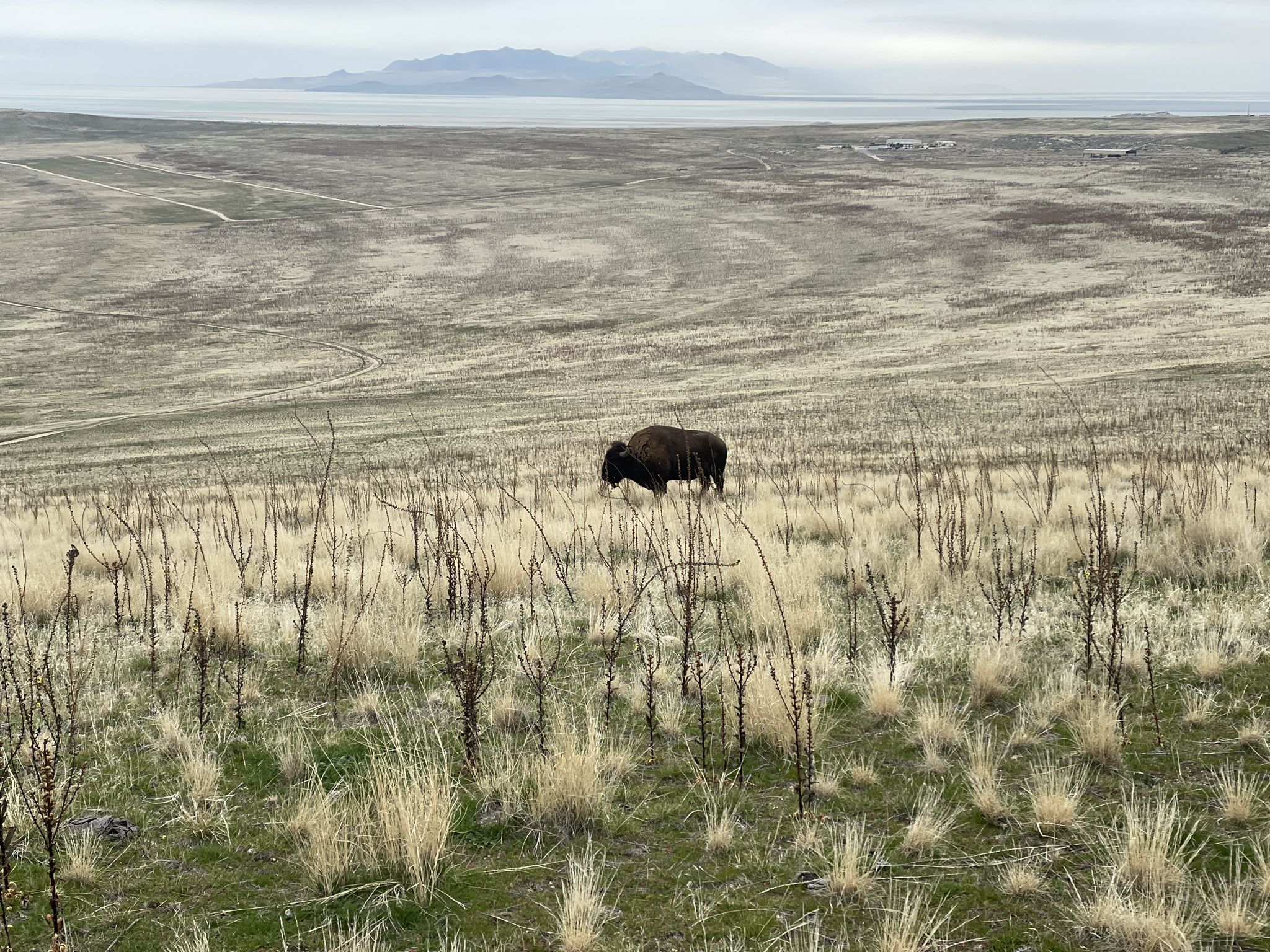 A bison grazing in a field of dry grass with a large body of water. - White Rock Loop