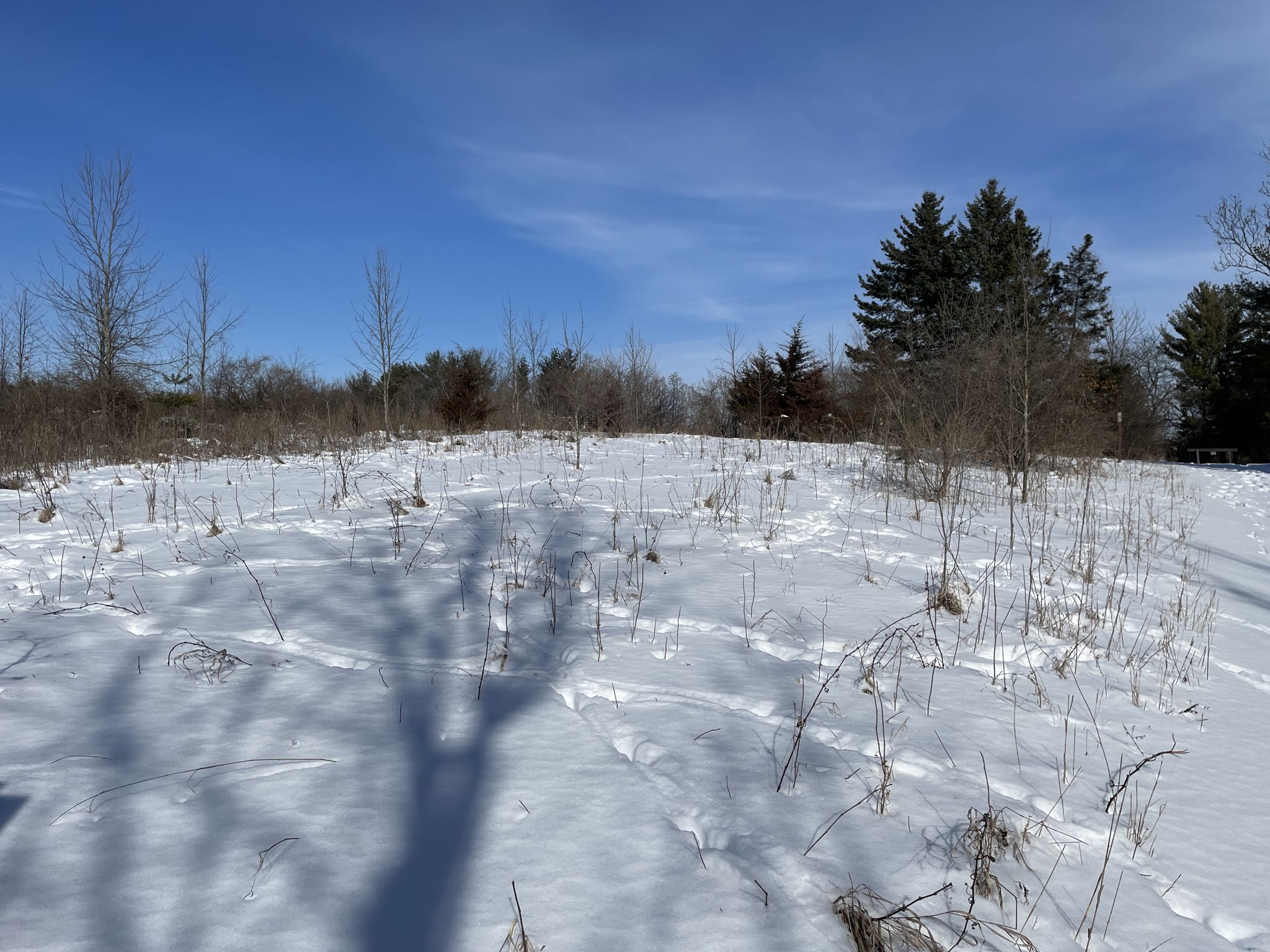 A snowy field with sparse trees and shadows under a clear blue sky. - Blackhawk Ridge Trails