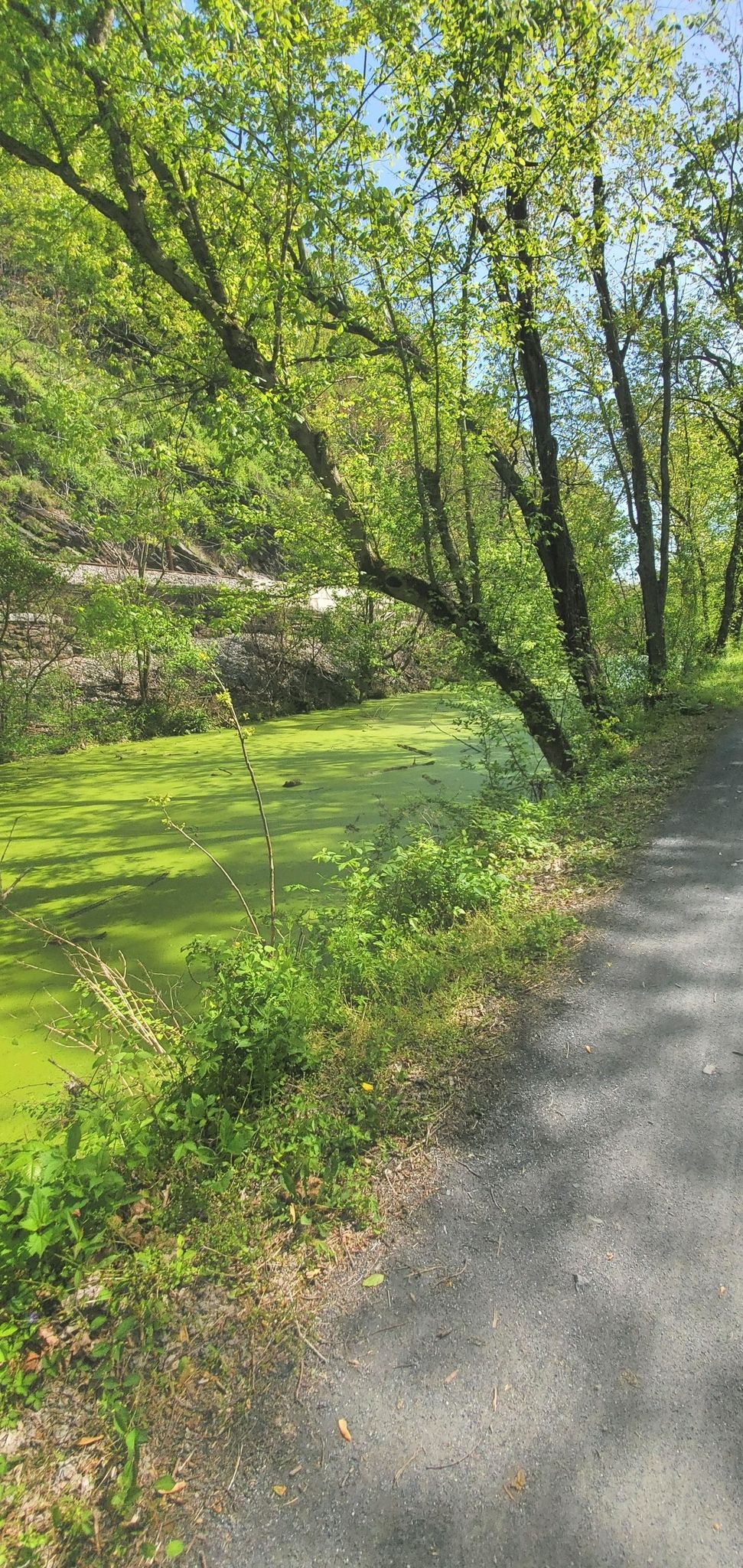 Sunny path beside a pond covered in bright green algae. - Running loop from Brunswick