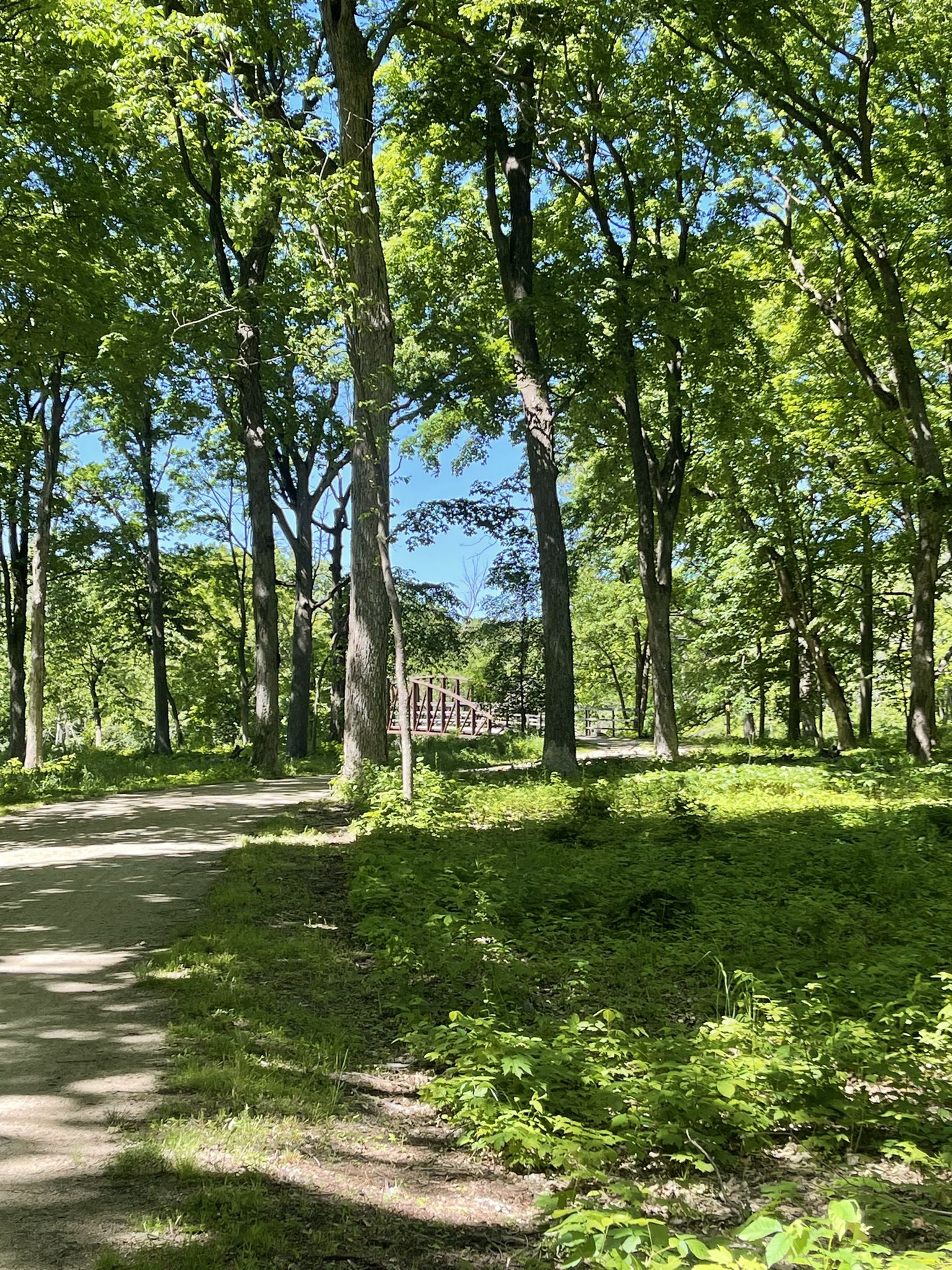Sunny forest path with tall green trees and a distant bridge. - Des Plaines River Trail – Des Plains River Trail loop from Prairie View