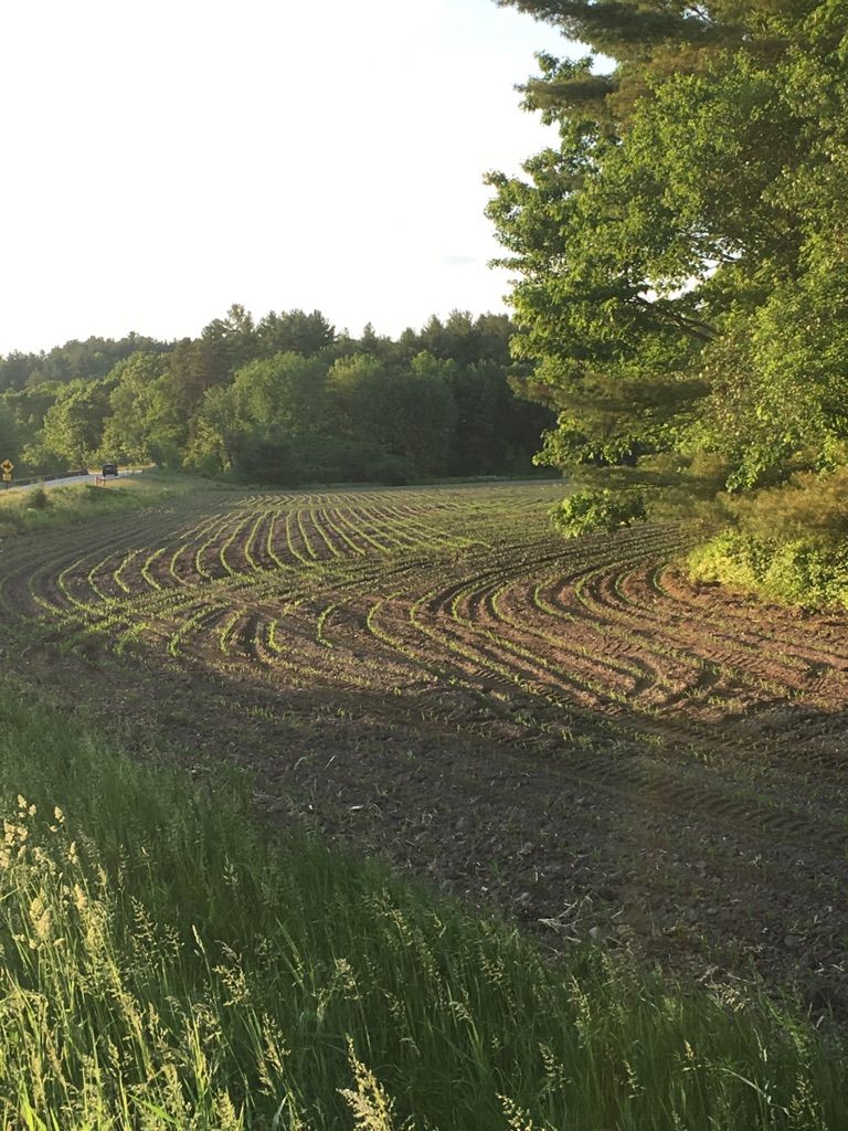 A field with curved rows of young crops under golden light, bordered by trees. - White Farm loop