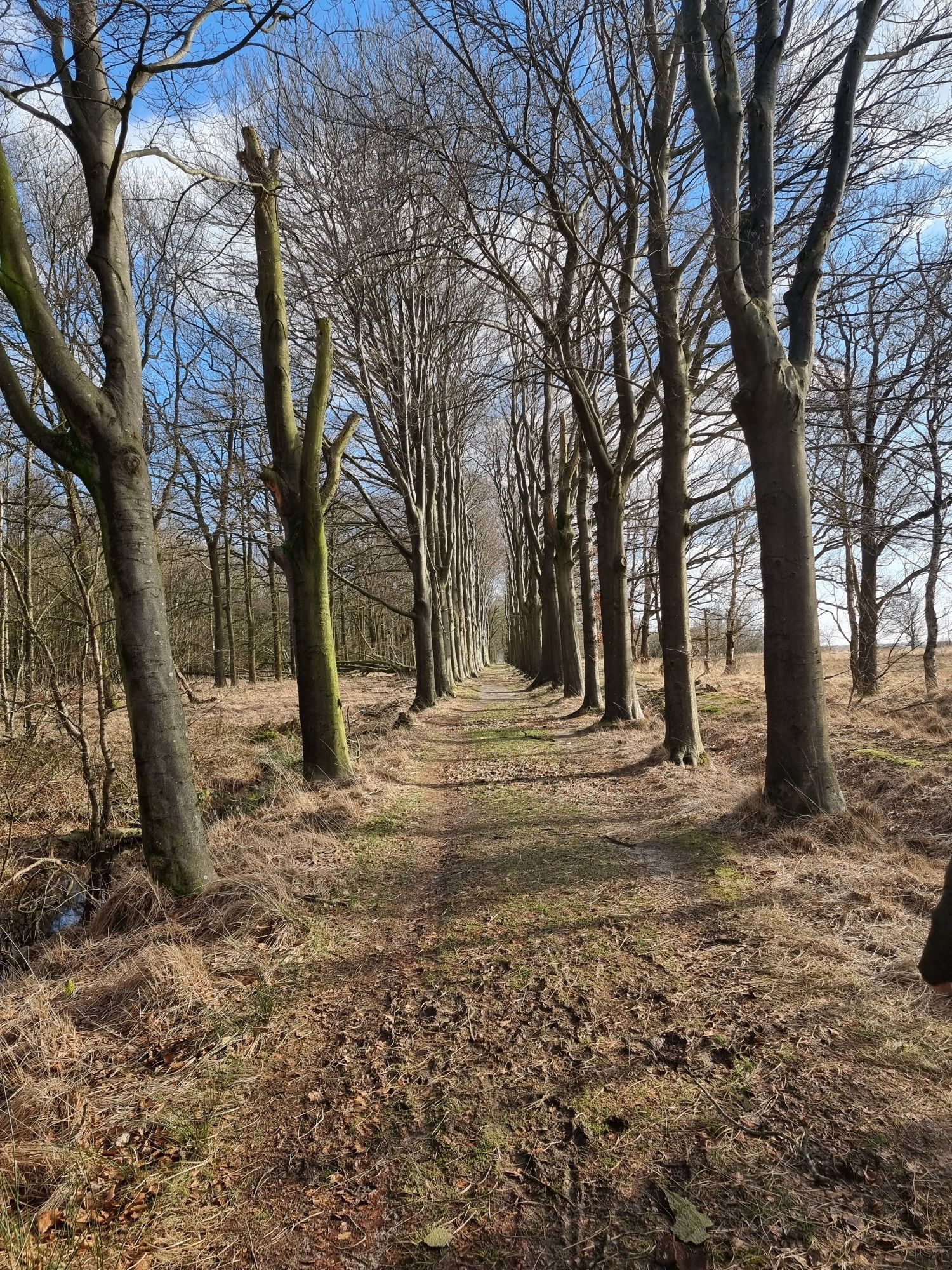 Oude beukenlaan