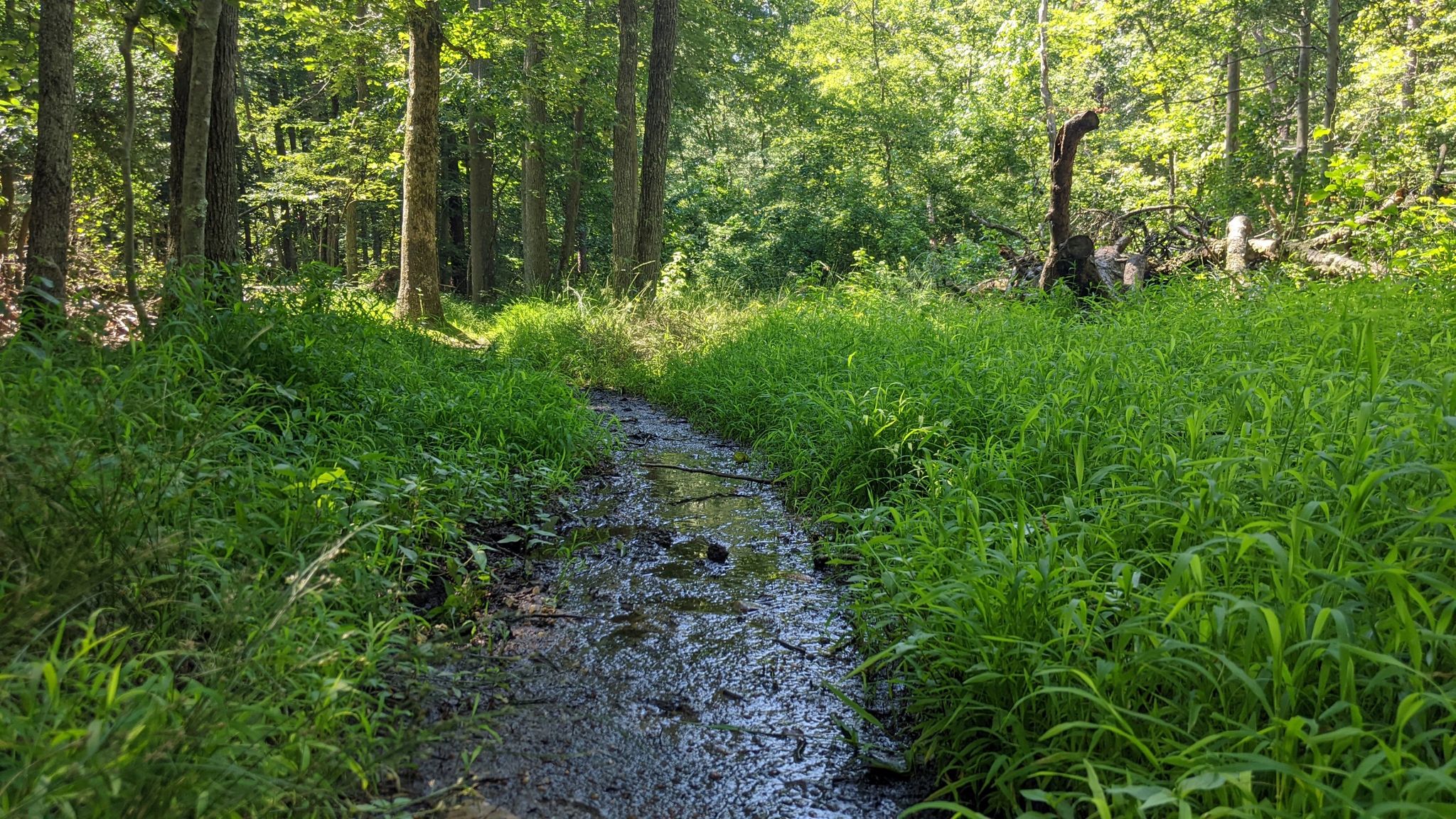 Muddy stream through tall green grass in a sunlit forest. - Cash Lake Loop Trail