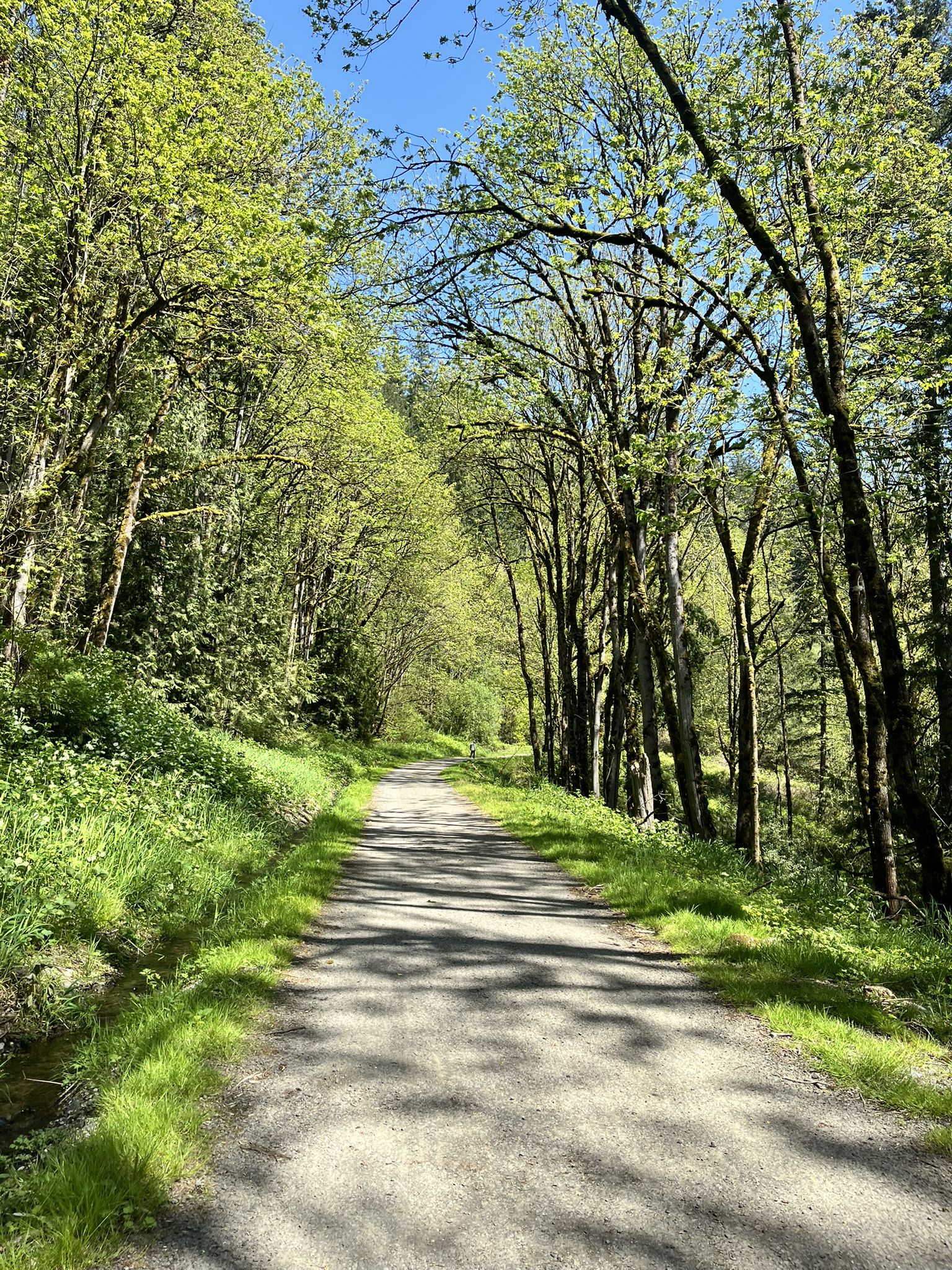 Sunny dirt path winding through a vibrant green forest with dappled light. - Grand Ridge Trail