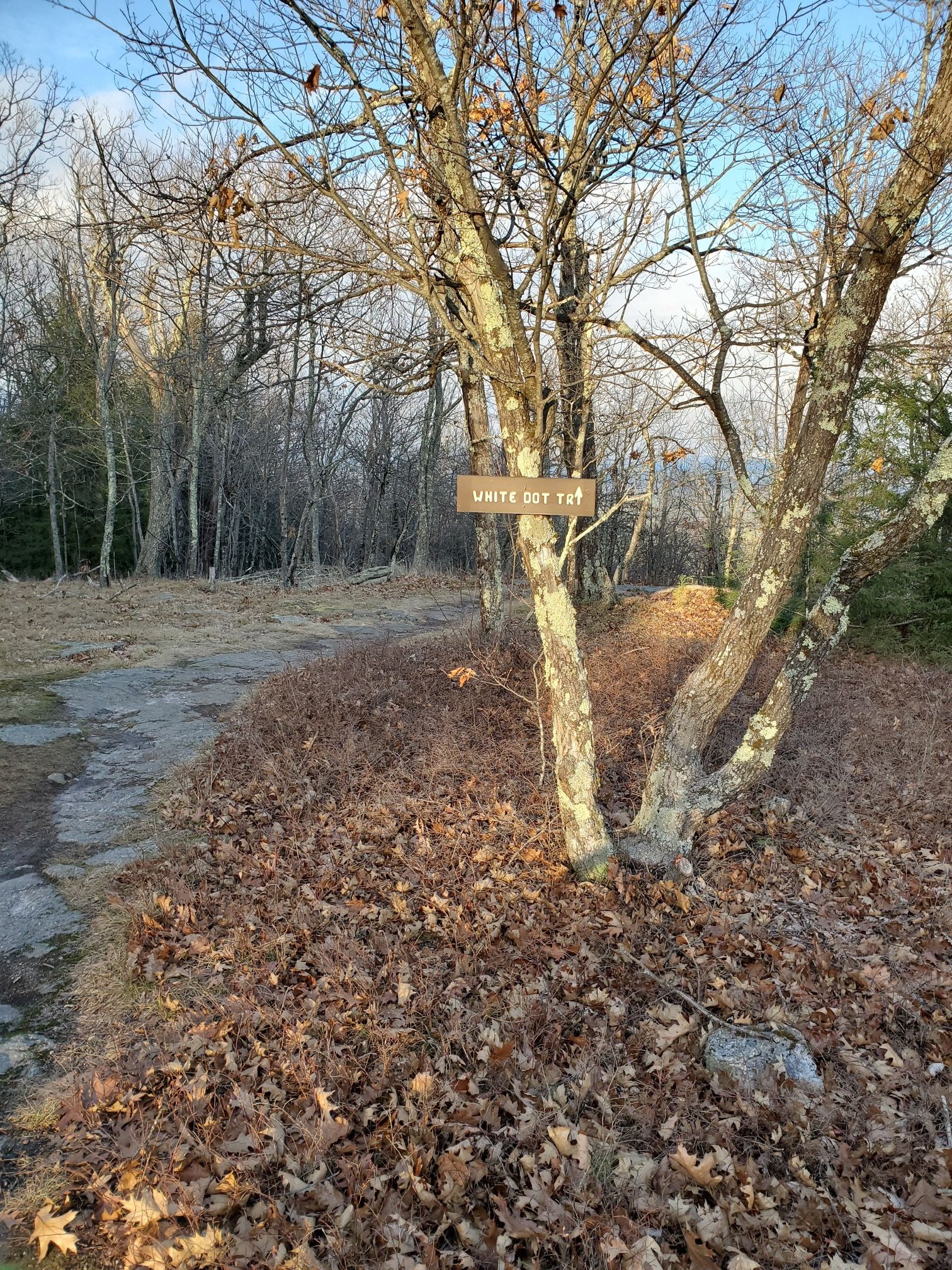 Sunny rocky path next to a tree with a small wooden sign in a forest. - White Dot Trail