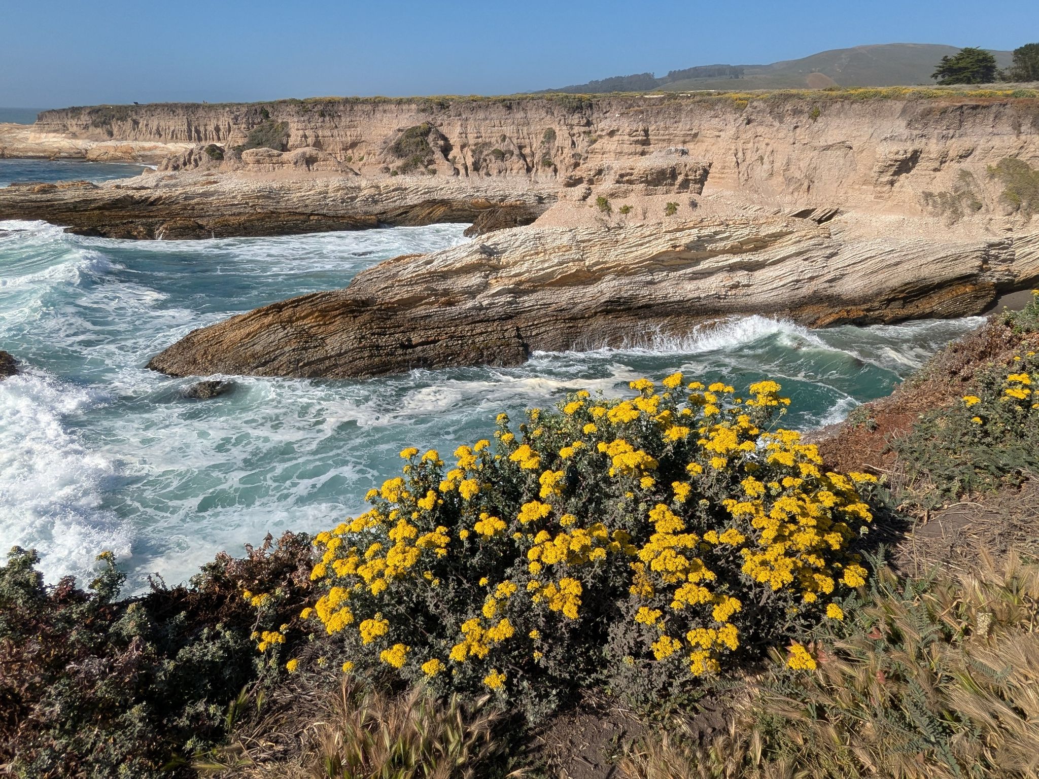 Yellow wildflowers foregrounding a rocky coastline with crashing waves. - Valencia Peak and Bluff Trail Loop