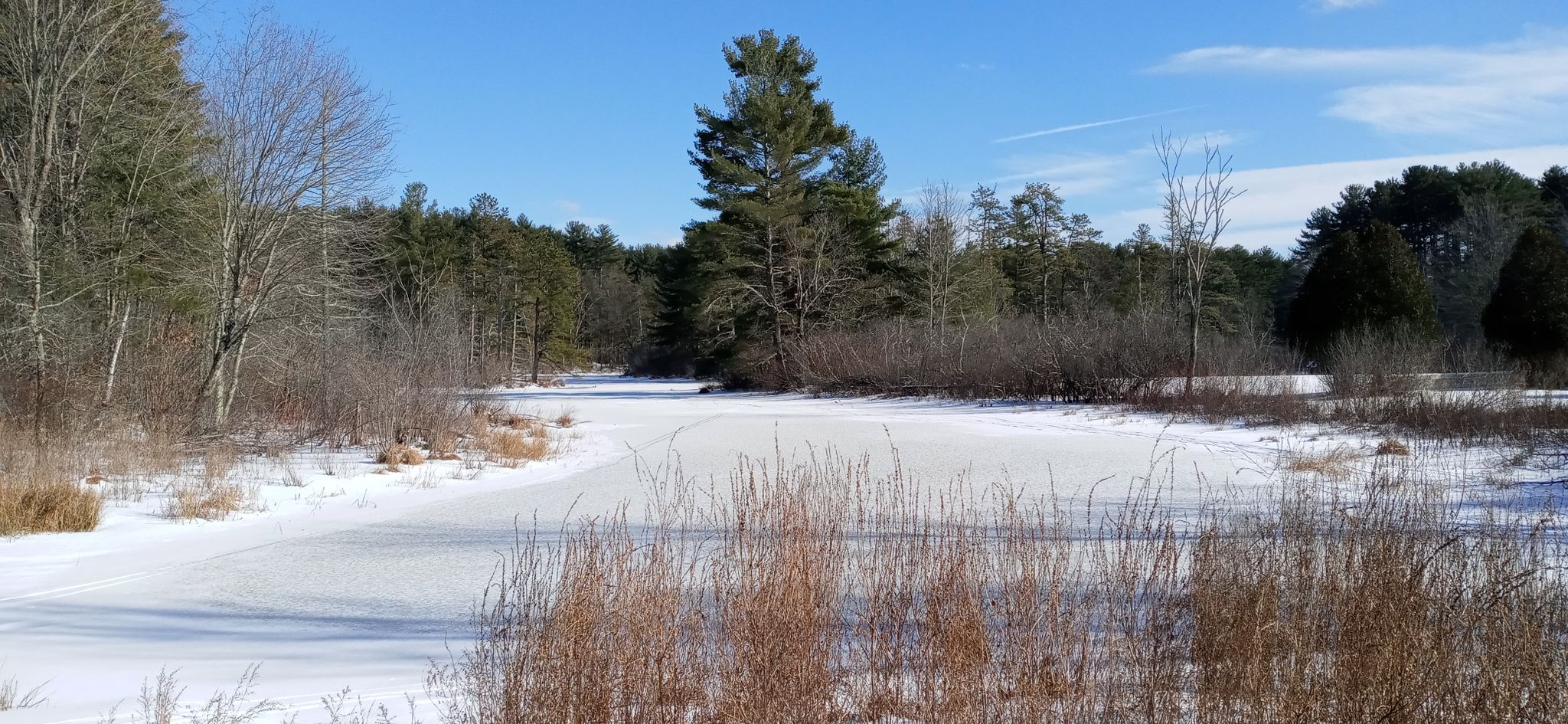 A wide frozen, snow-covered river or pond with tall pines under a blue sky. - Great Brook Farm State Park loop
