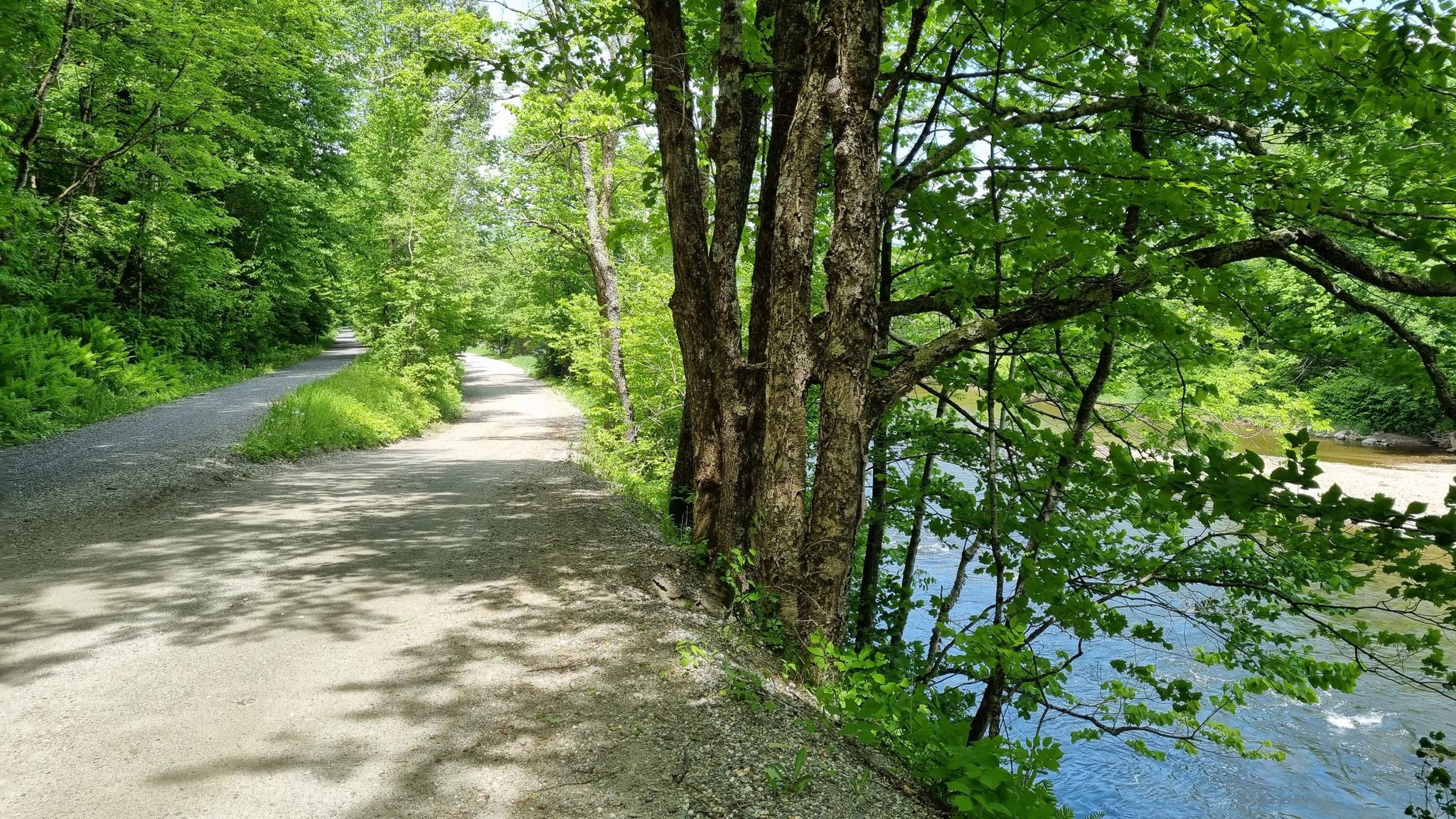 A shaded dirt path runs alongside a clear river with lush green trees. - Old Railroad Bridge – Dog’s Head Falls loop from Morristown