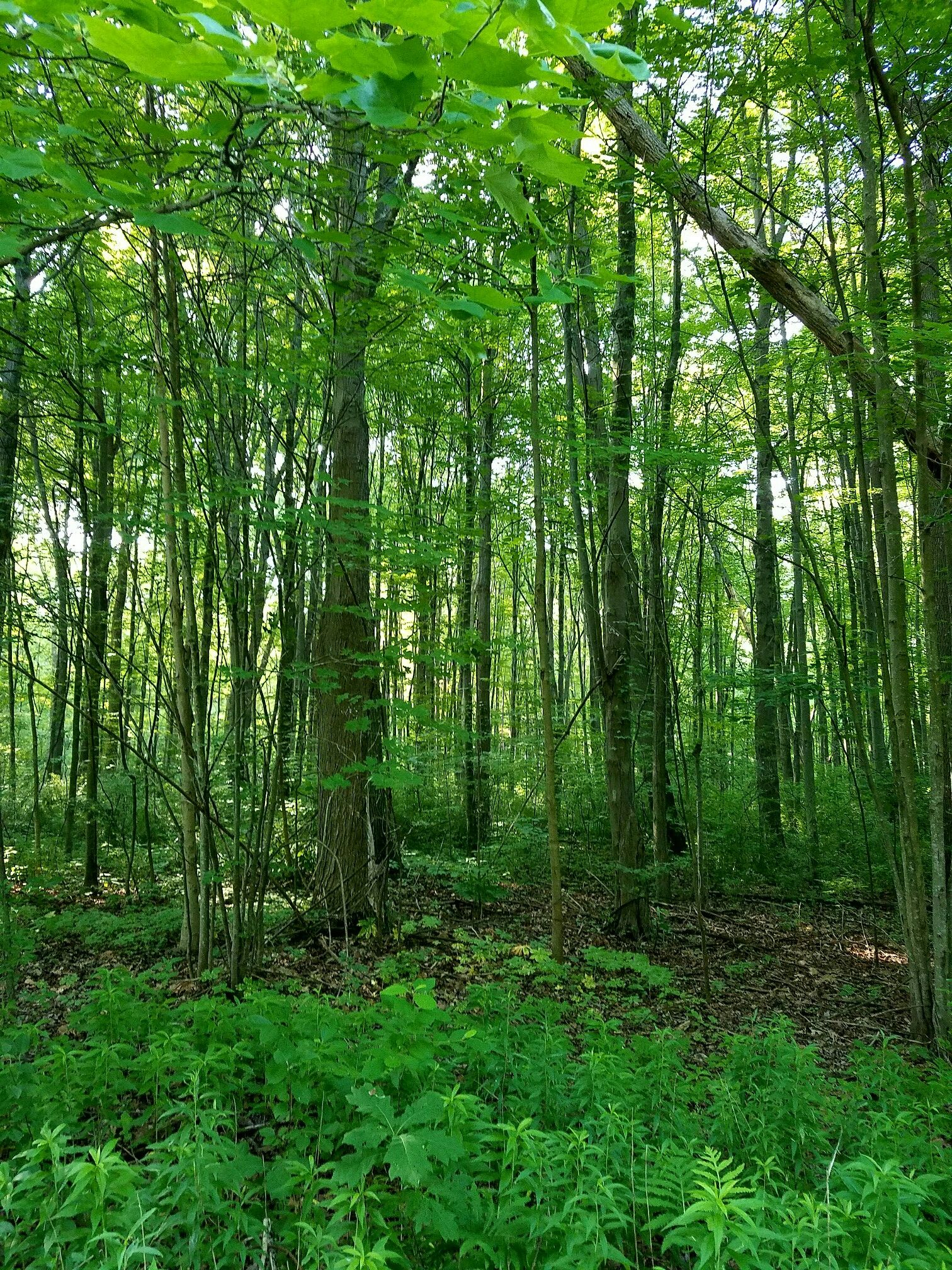Dense green forest with tall trees and lush undergrowth in bright light. - Lake St. Clair Metropark Beach loop from Lake Shore High School