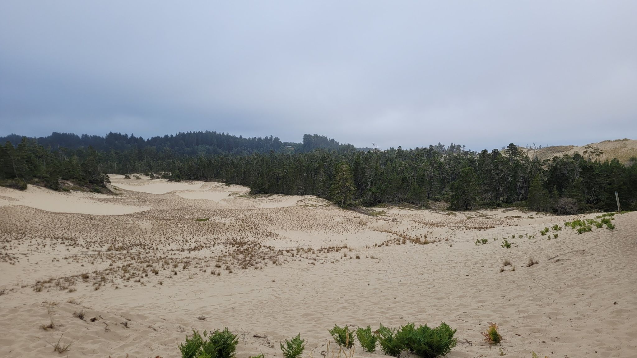 Expansive sand dunes meet a dense green forest under a cloudy sky. - John Dellenback Dunes Trail loop from Tenmile
