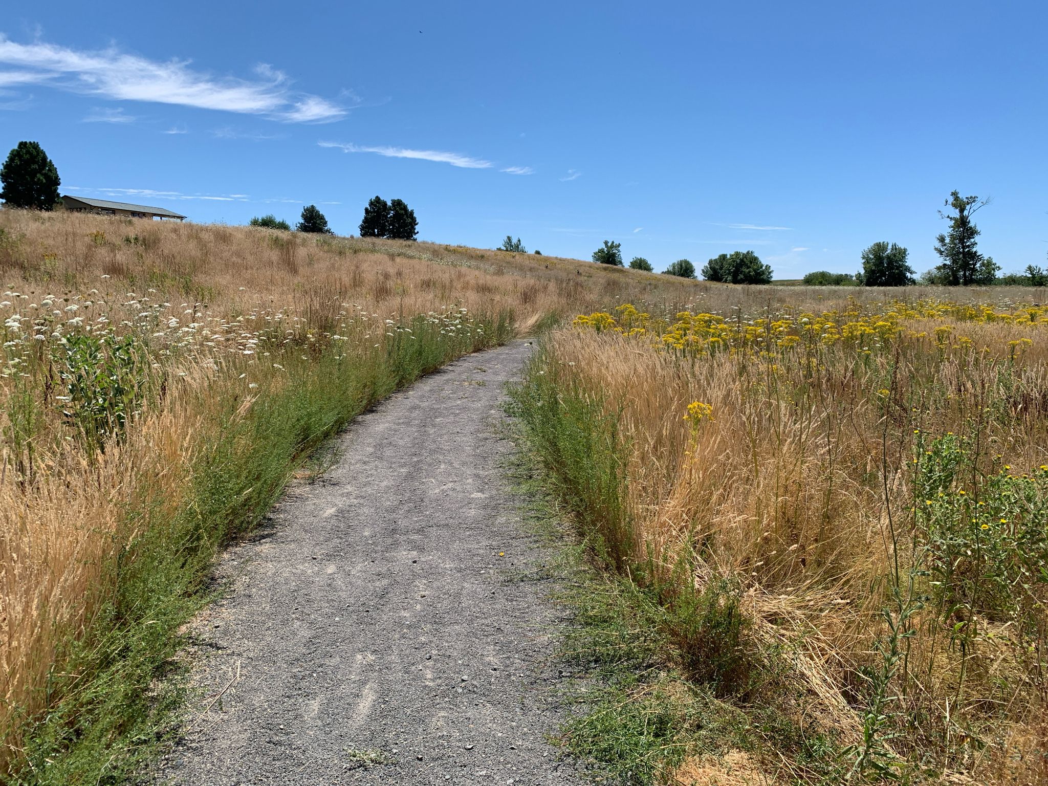 A gravel path winds through dry grassy fields under a clear blue sky. - Ankeny Hill Nature Center Big Loop Trail