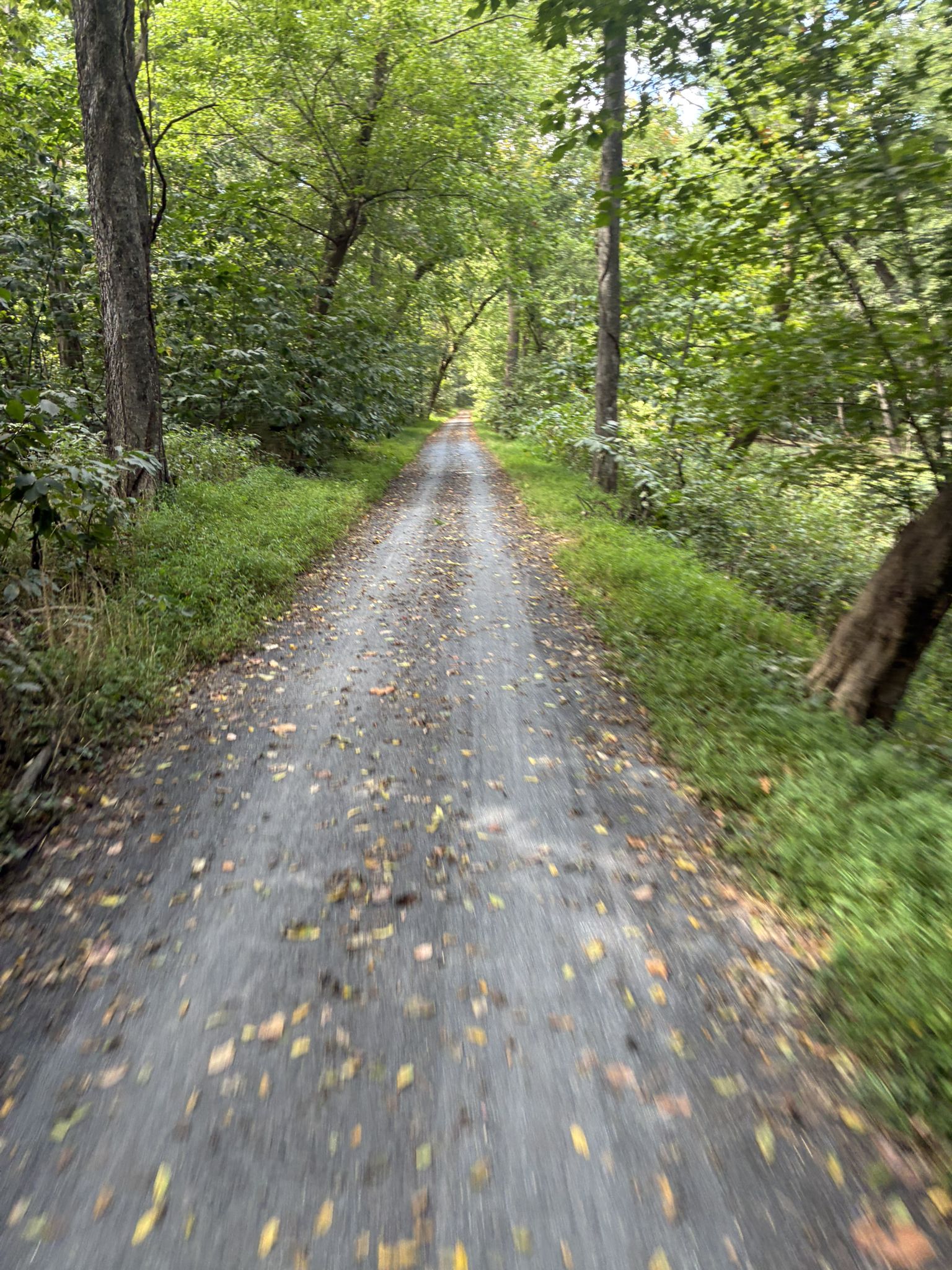 Shaded dirt path winding through a dense green forest. - C&O Canal Trail: Edwards Ferry to Sycamore Landing