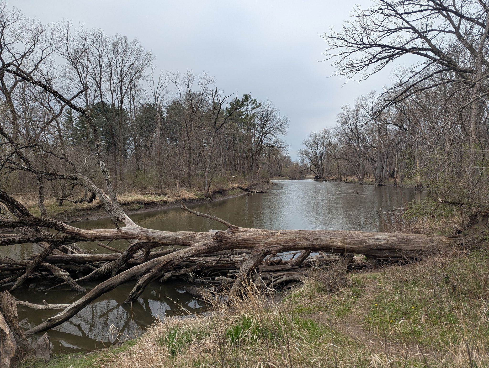 Wide river with fallen logs in foreground, surrounded by bare trees. - Edward L. Ryerson Nature Preserve loop