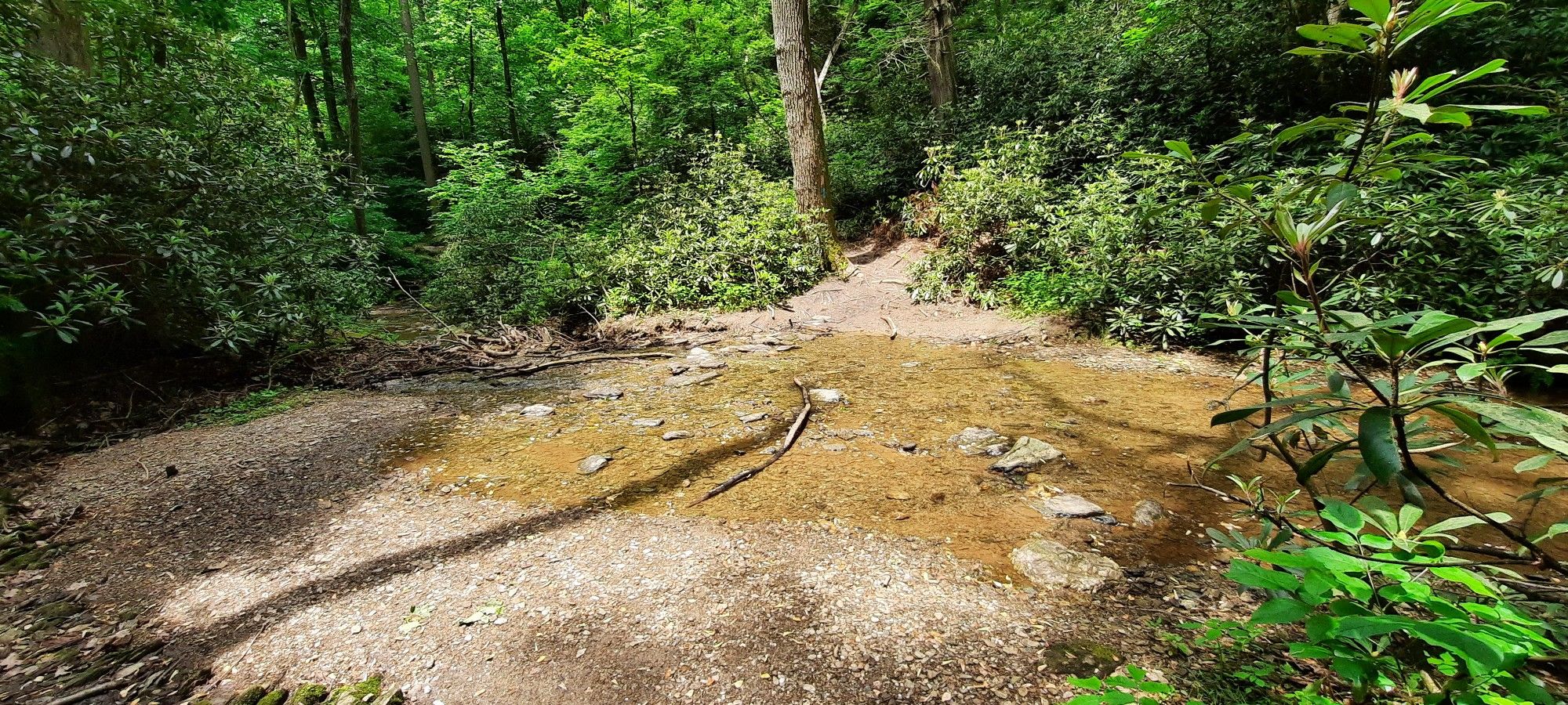 A small stream crosses a dirt path in a lush green forest. - Conestoga Trail System Loop