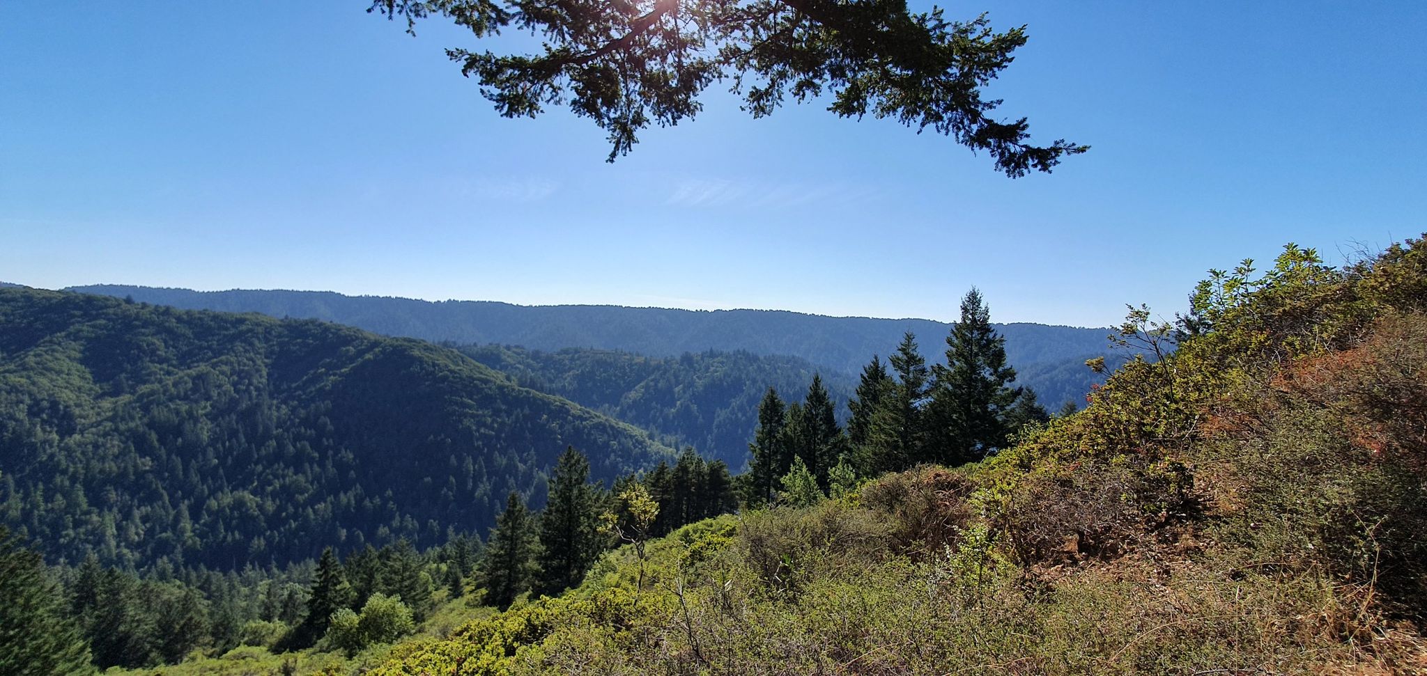 Expansive view of dense green forested mountains under a clear blue sky. - East Sylvestris, San Geronimo Ridge, and Hunt Camp Loop