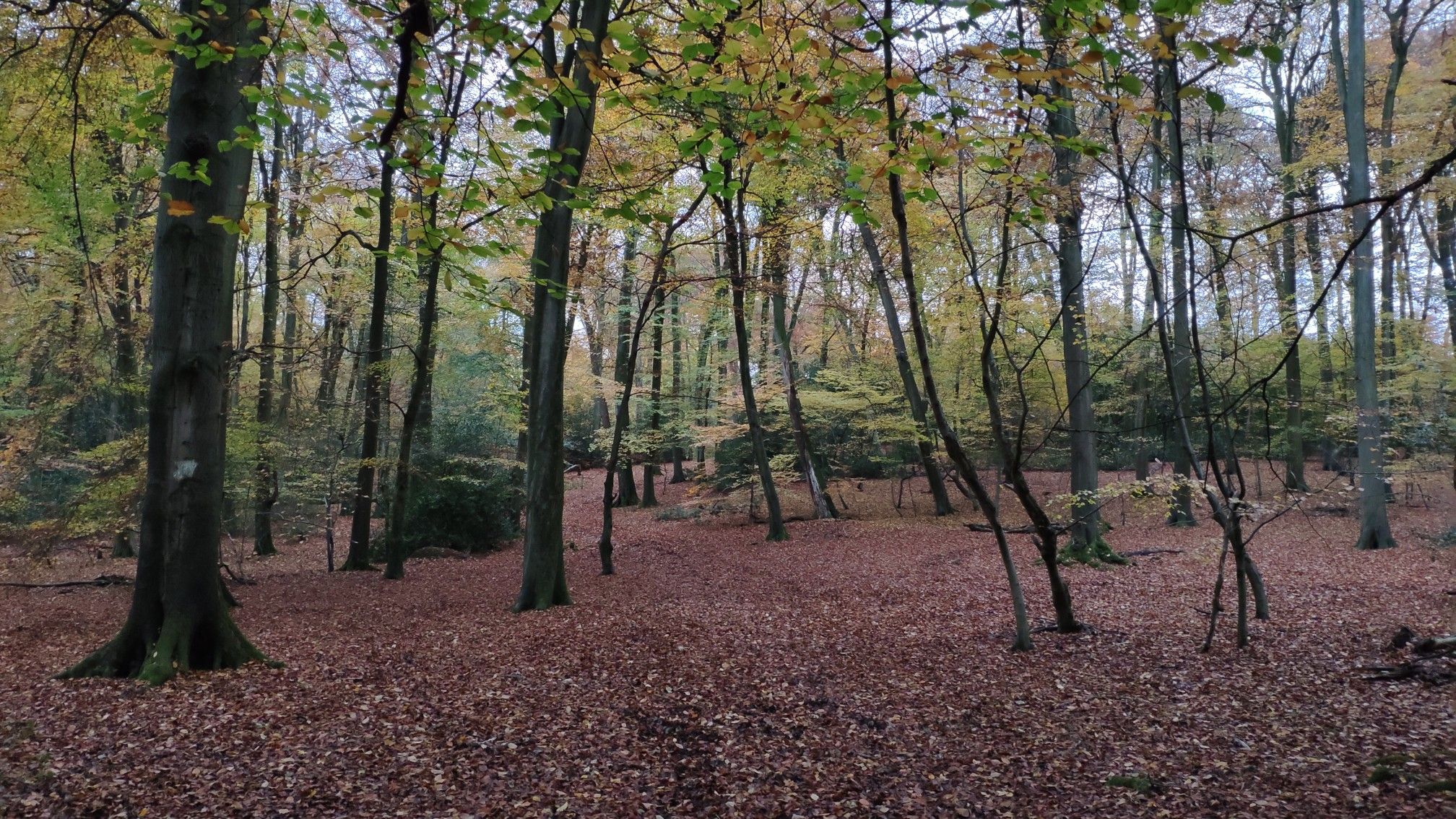 Deep in the woods