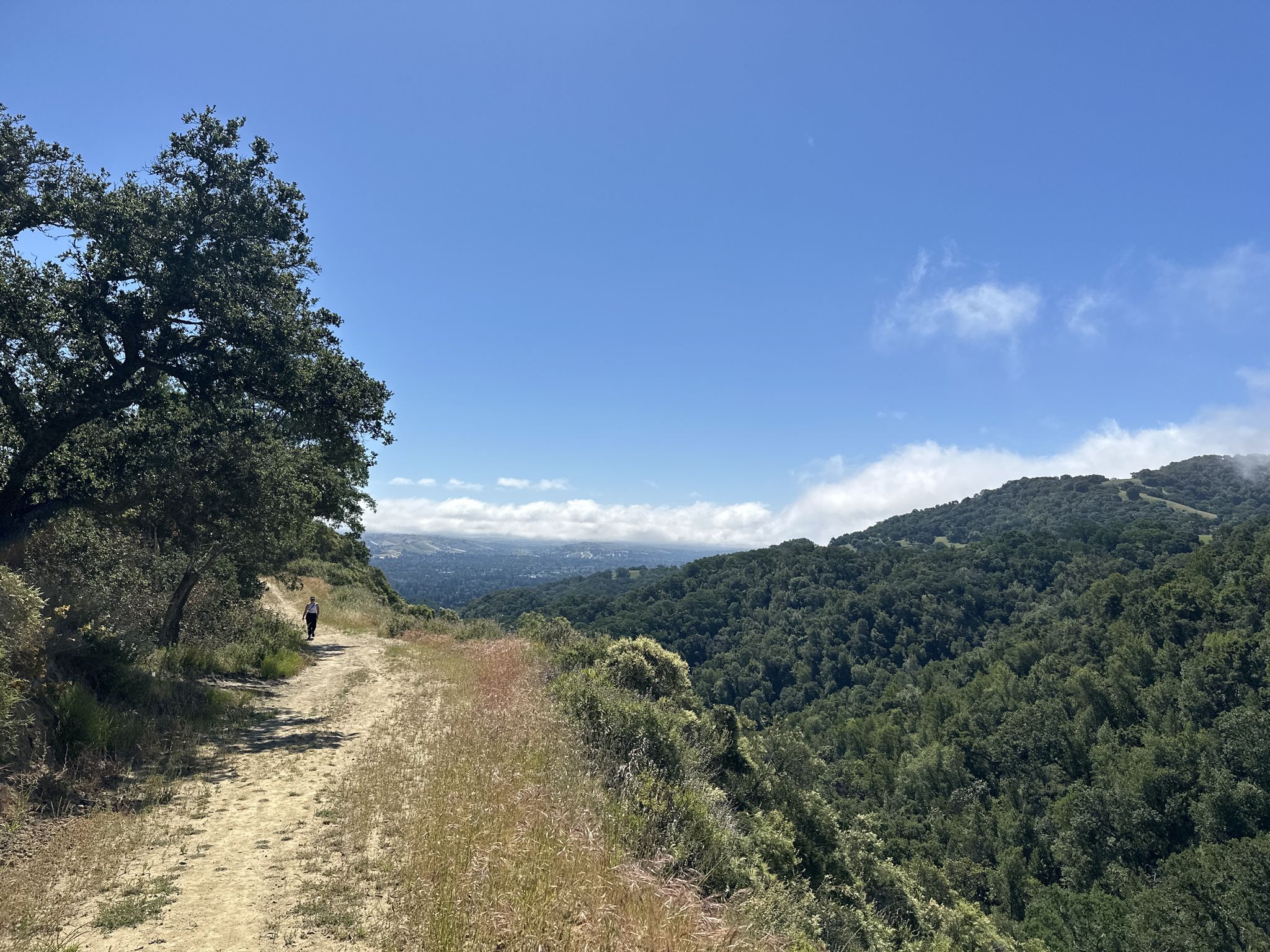A person walks on a sunny dirt trail overlooking green hills and a valley. - Iron Horse and Madrone Trail Loop