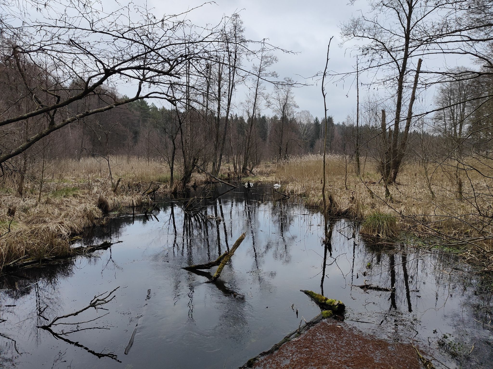Schwärze