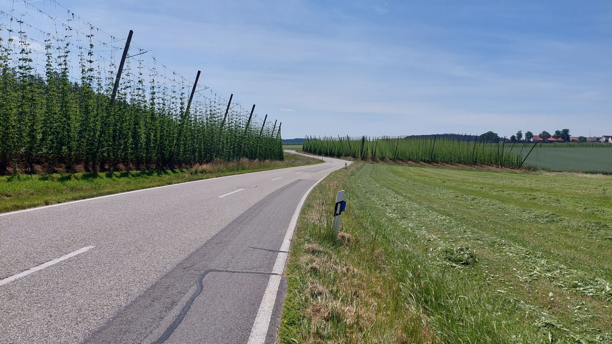Straße mit Hopfenfelder