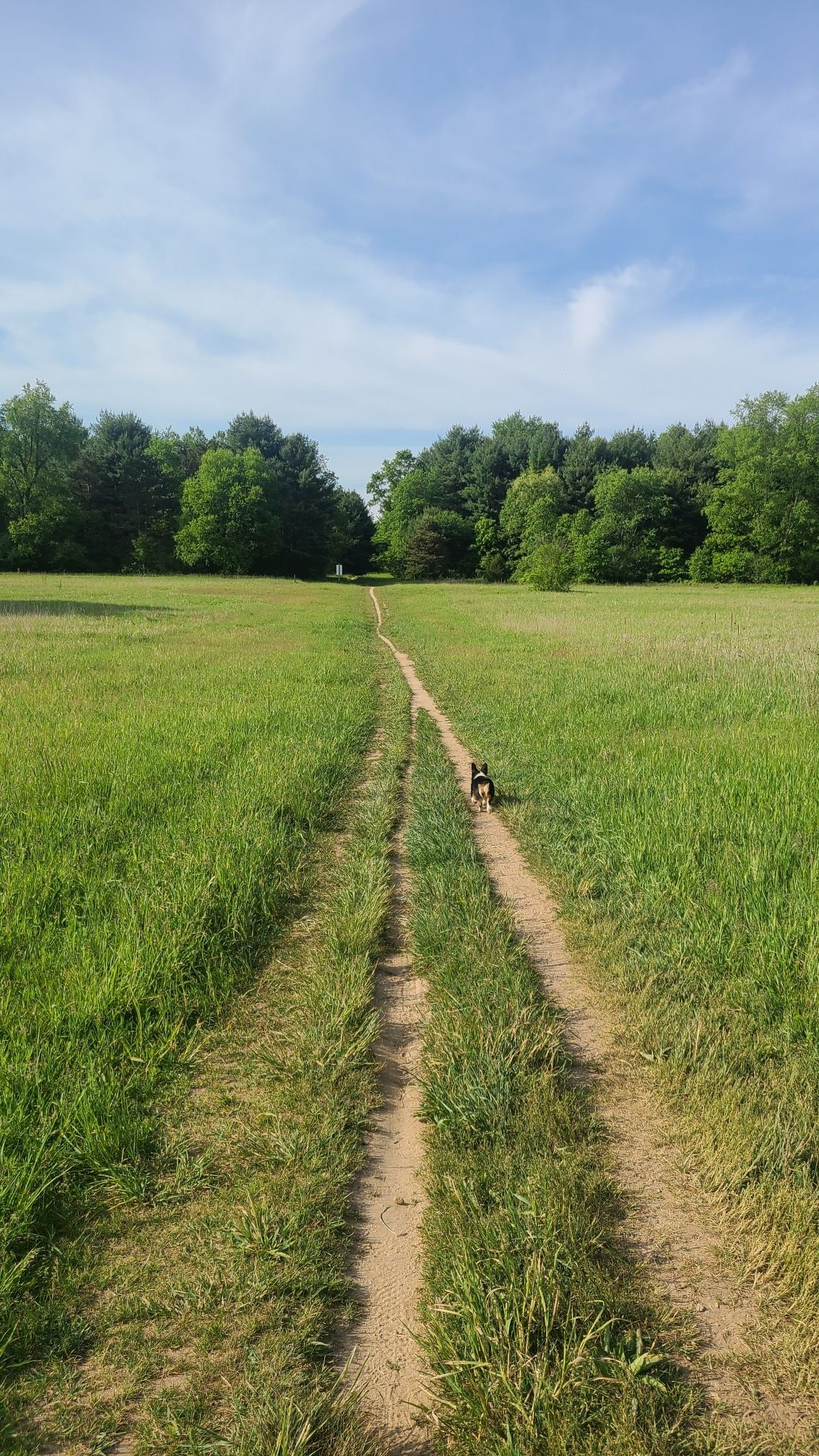 A small dog walks on a dirt path through a sunny green field. - Atwater and Moab Loop Trail