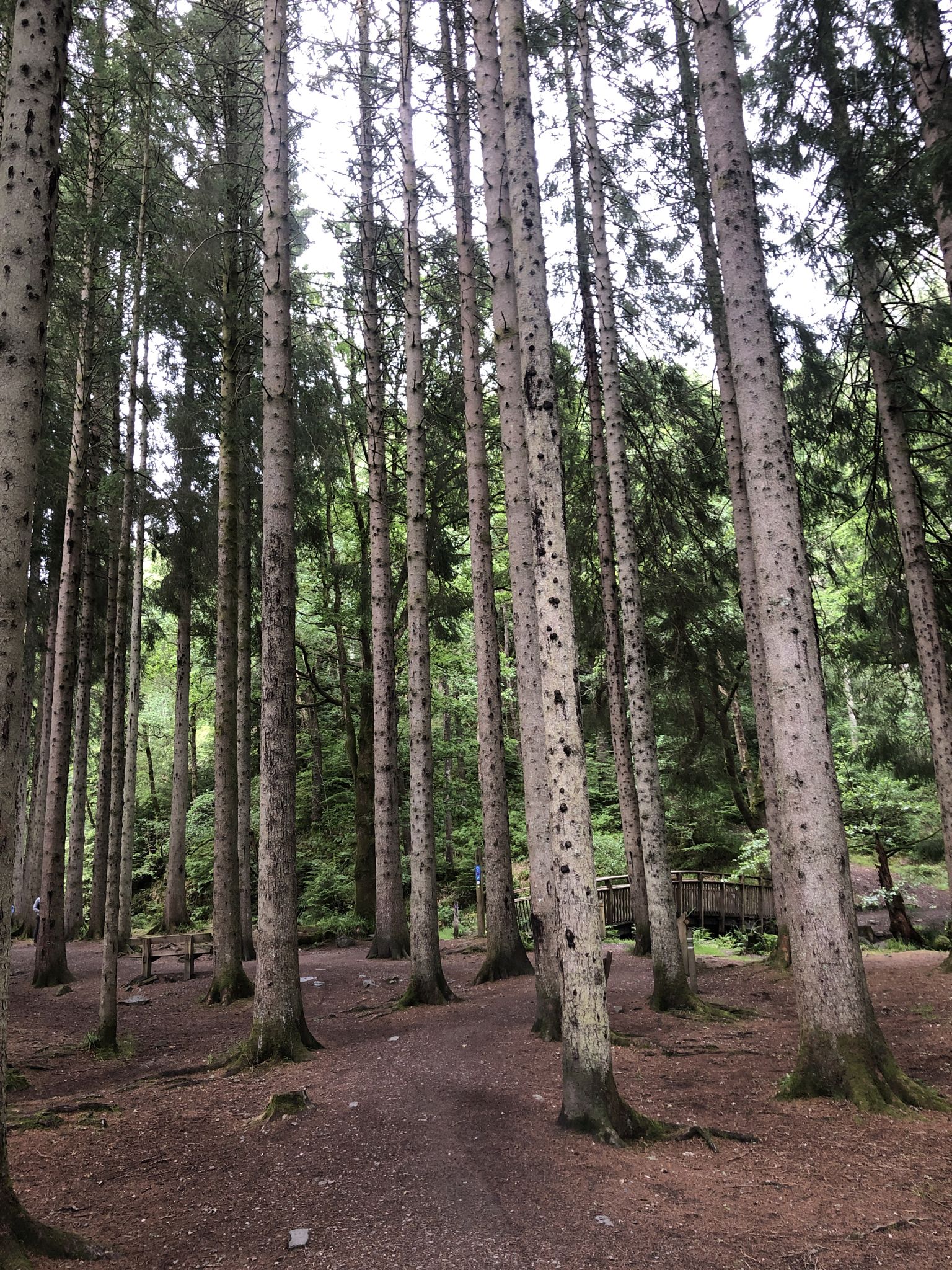 Schöner Wald