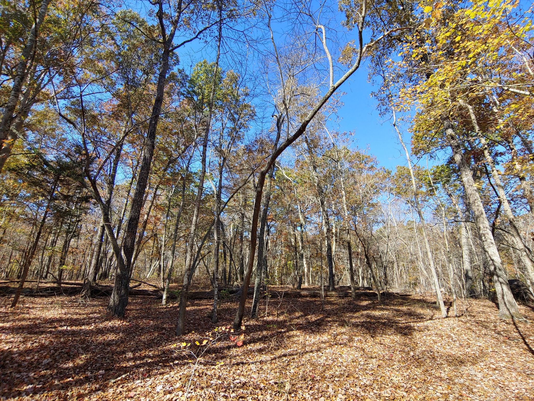 Wide view of a forest with bare and leafy trees, autumn leaves on ground. - Lake Crawford via Kings Mountain Recreation Trail