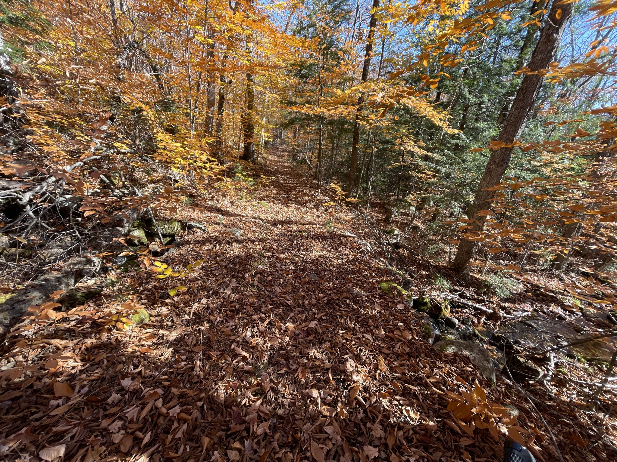 A sunlit forest path covered in brown autumn leaves, surrounded by trees. - Moose Brook State Park loop from Moose Brook State Park