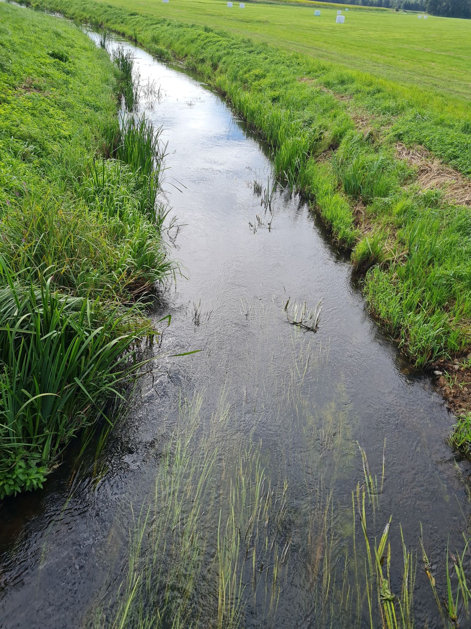 Die  Sude