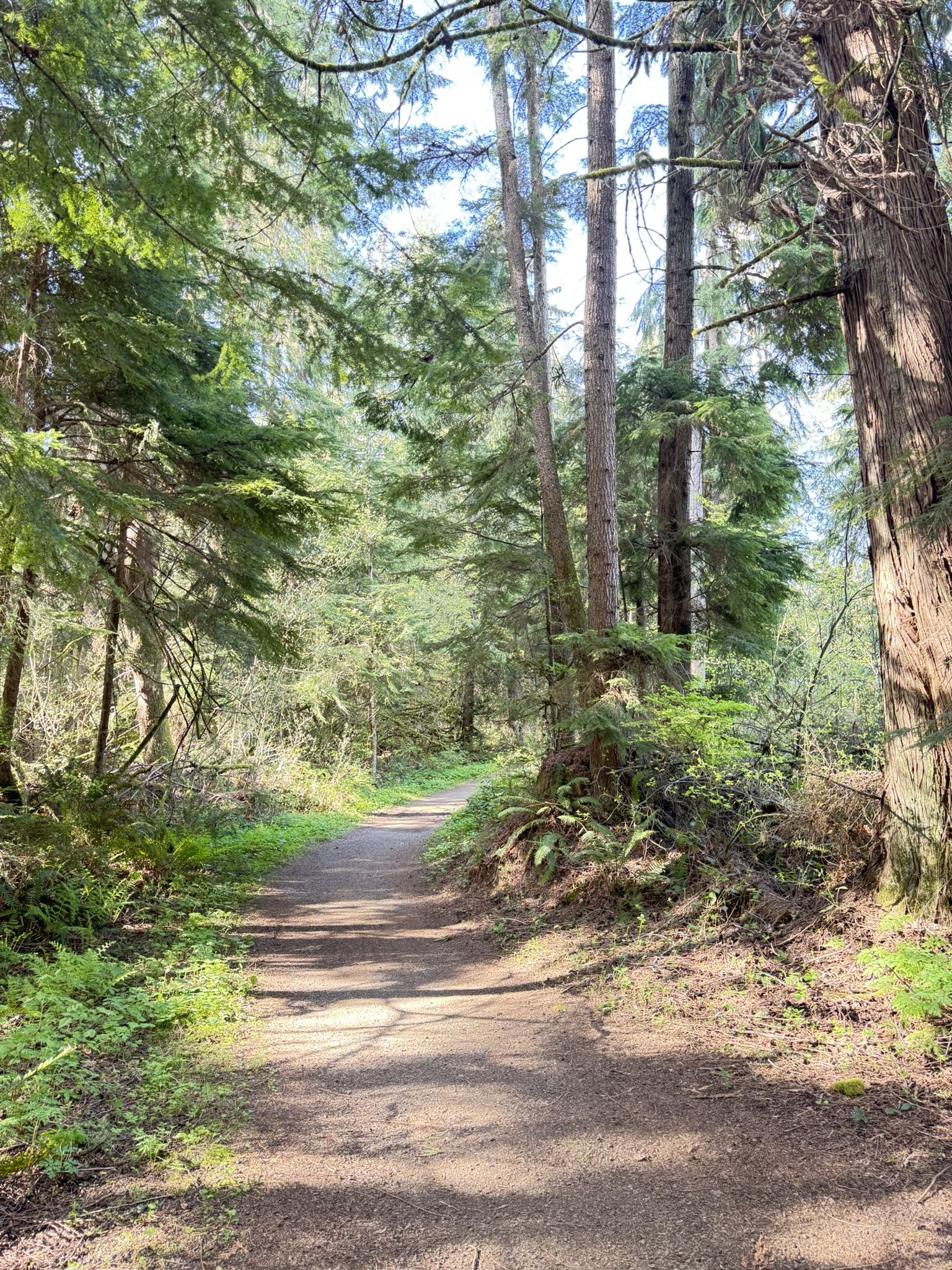 Sunny forest path curving through tall trees and lush green foliage. - Kari's Bog Trail