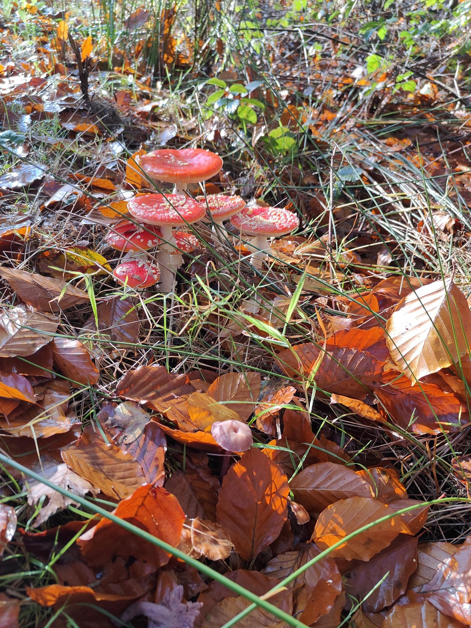 192c35e5b8e?width=3072&height=2304&crop=false&q=70