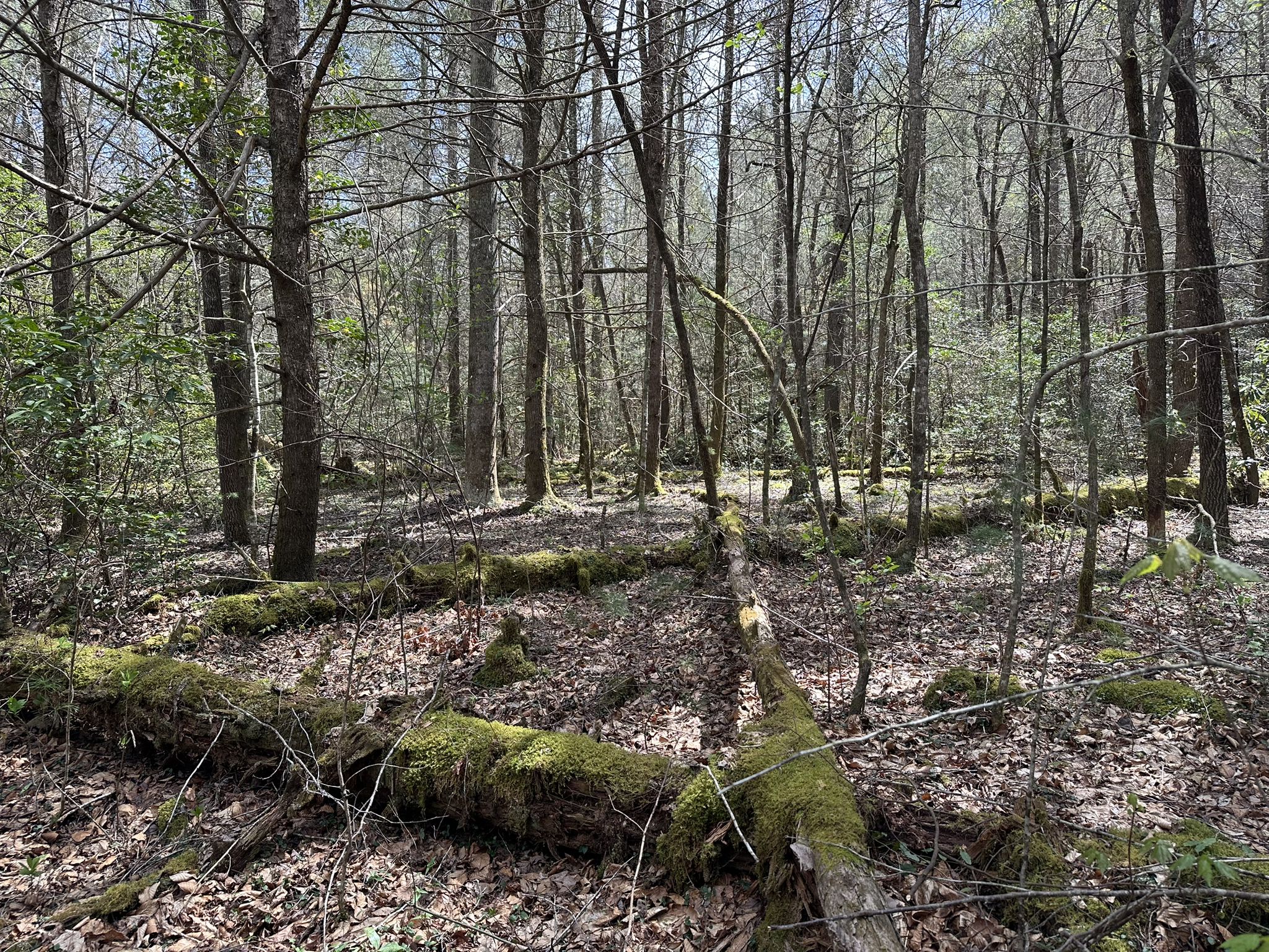 Dappled sunlight illuminates a forest floor with moss-covered fallen logs. - Panther Creek Trail