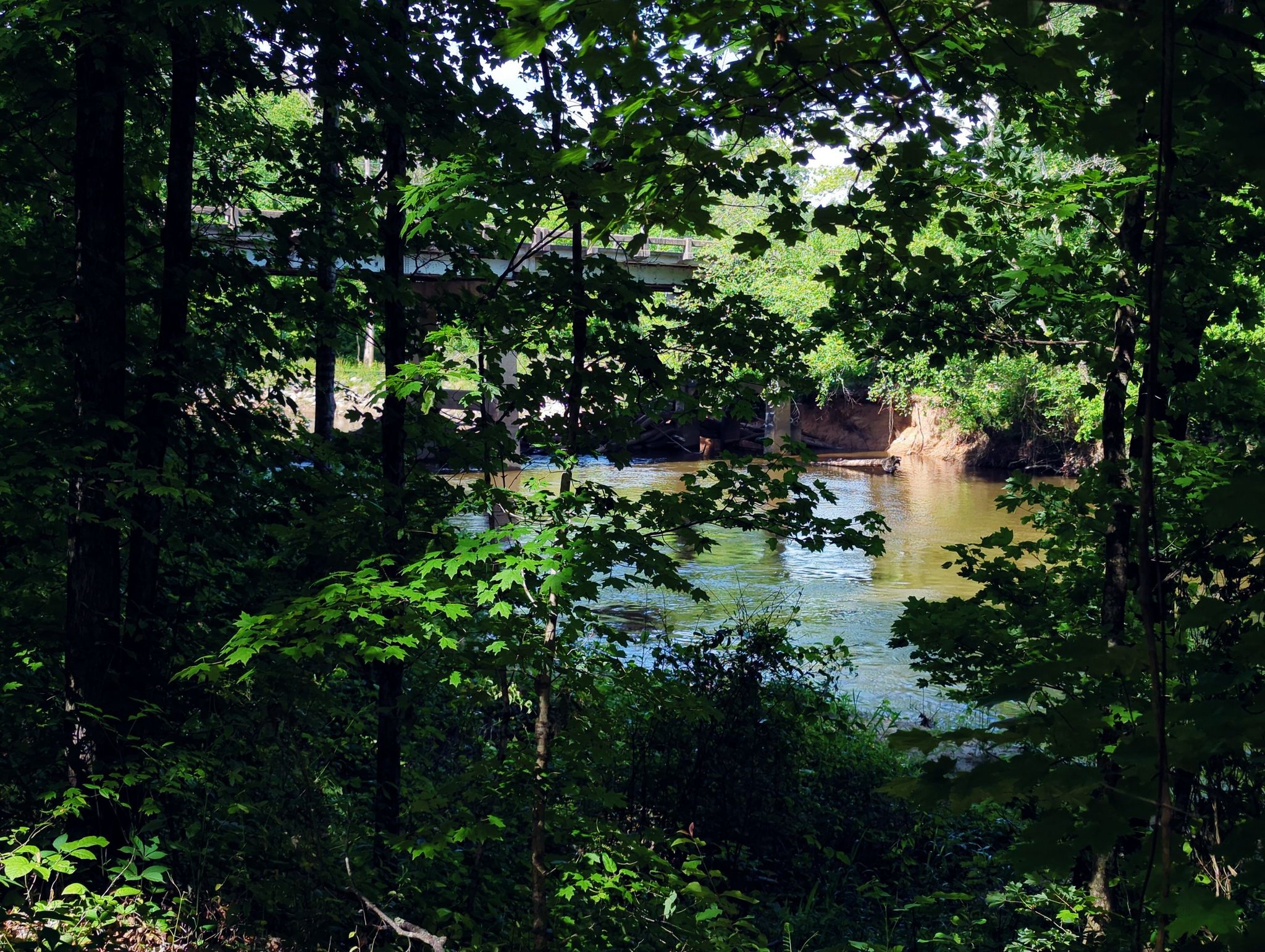 A river flows through dense green forest, with a bridge in the distance. - Neuse River Greenway Trail