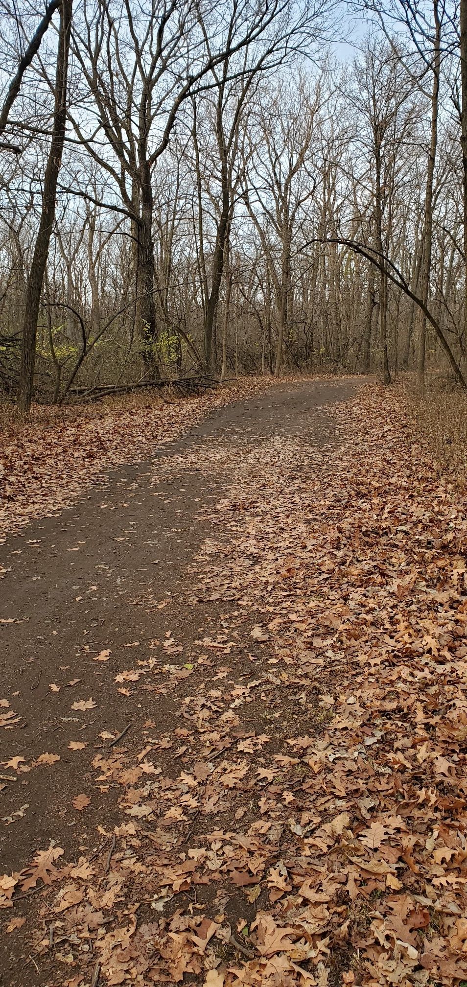 Dirt path covered in brown leaves winding through a bare forest. - Des Plaines River Trail – Catherine Chevalier Woods loop from Park Ridge
