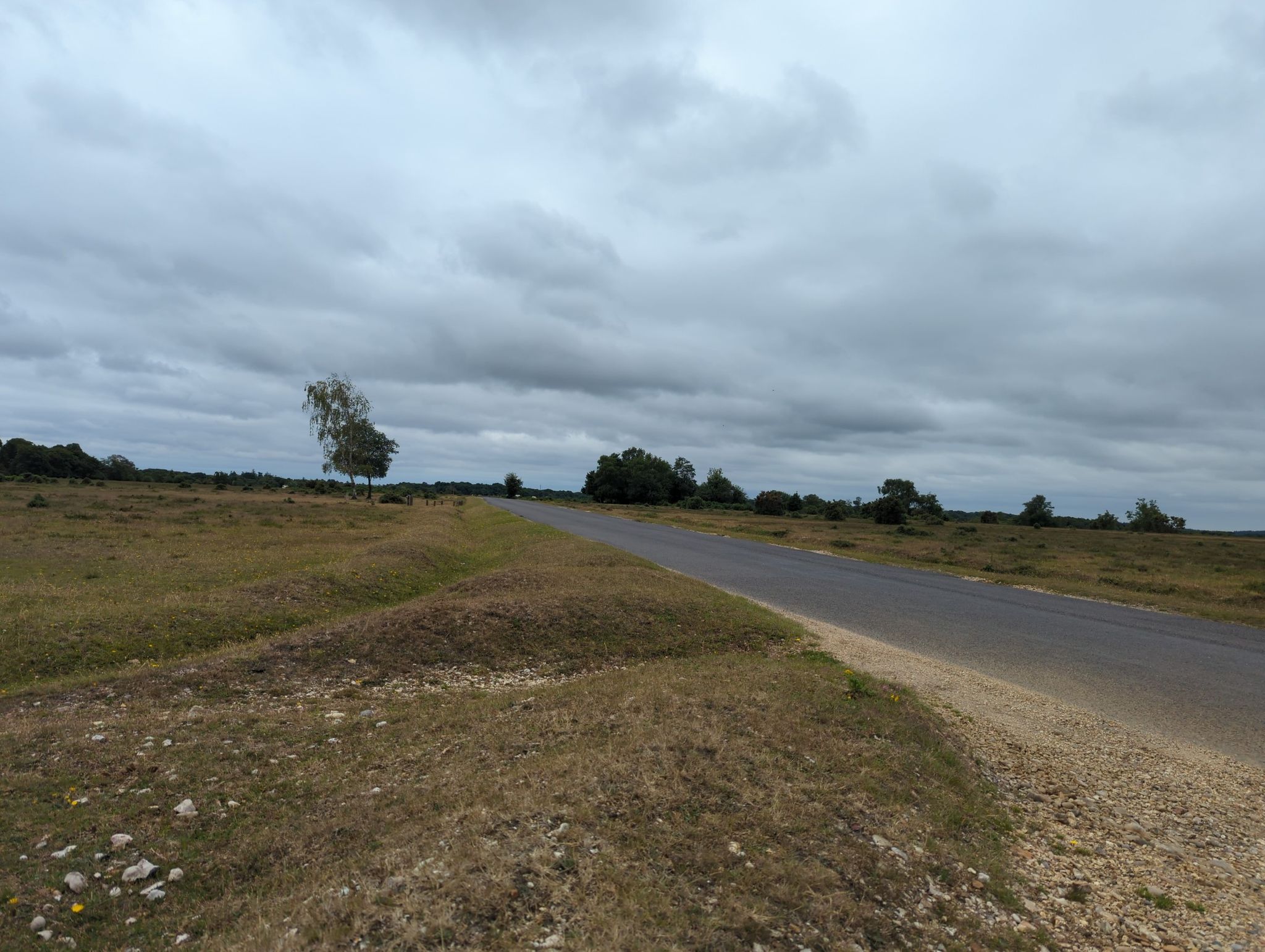 I made it to the New Forest