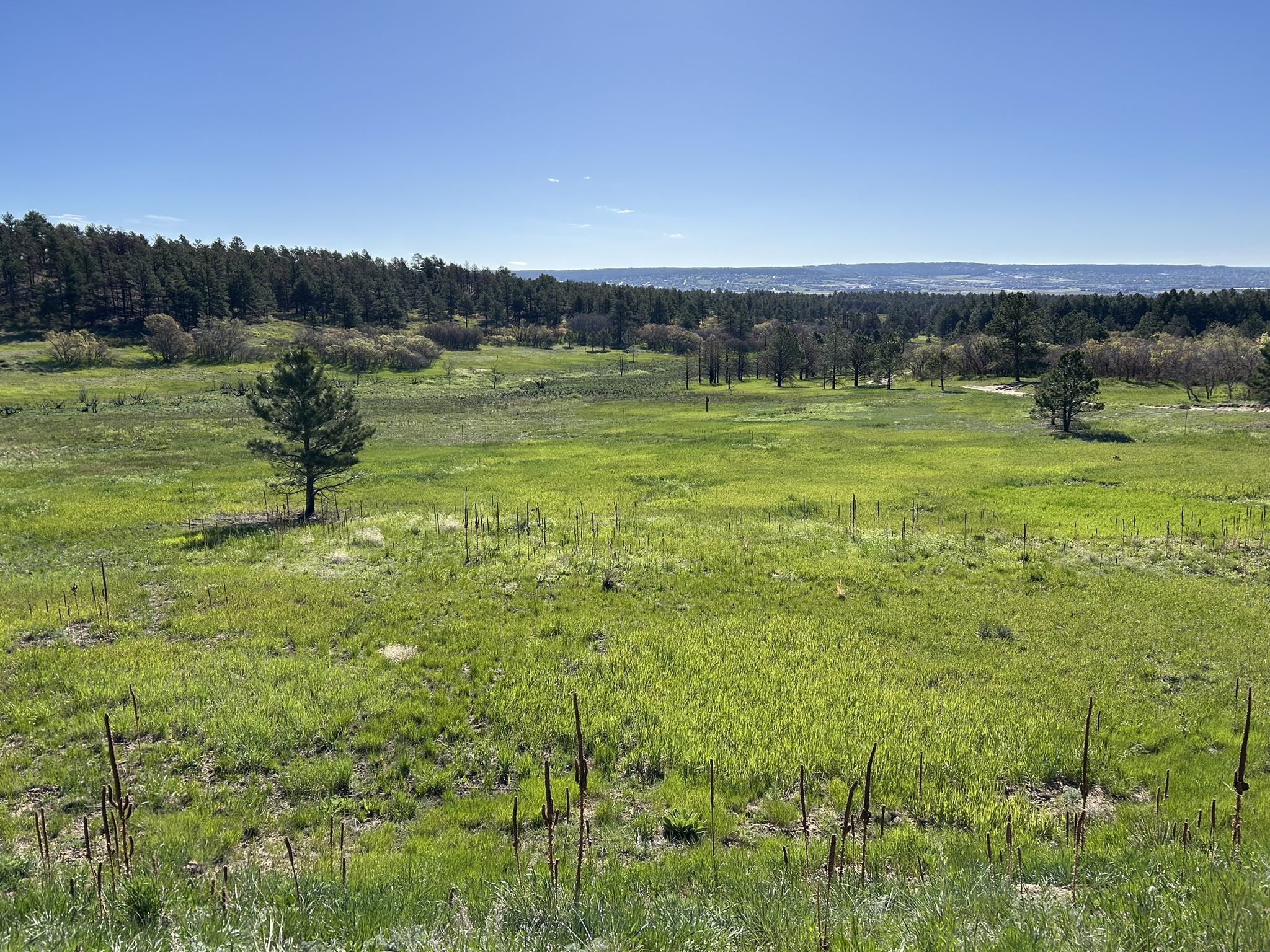 Sunny, expansive green meadow with scattered trees and distant forest. - New Santa Fe and Monument Rock Trail Loop