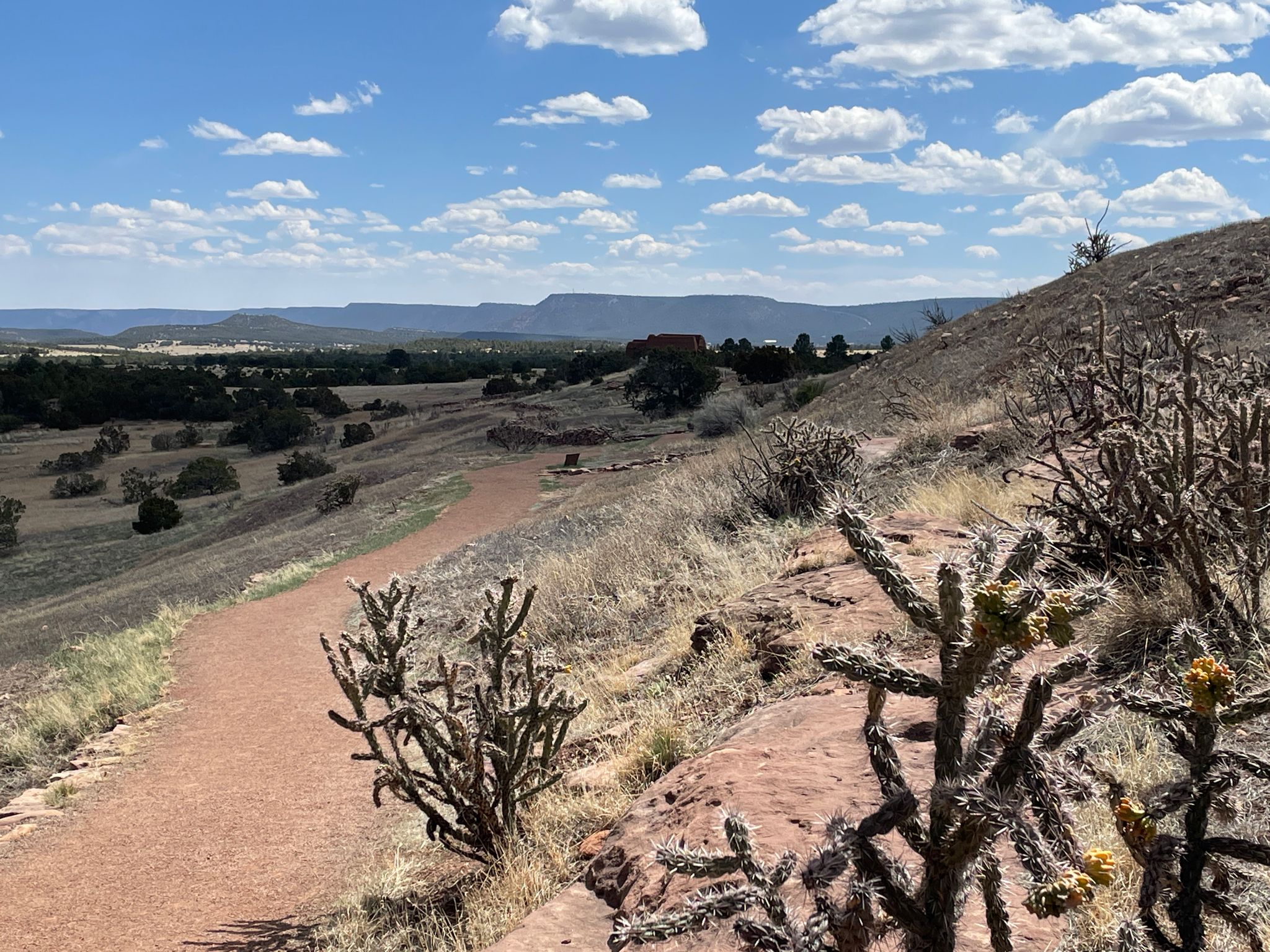 Dirt path winds through sunny desert landscape with cacti and distant mountains. - Ancestral Sites Trail