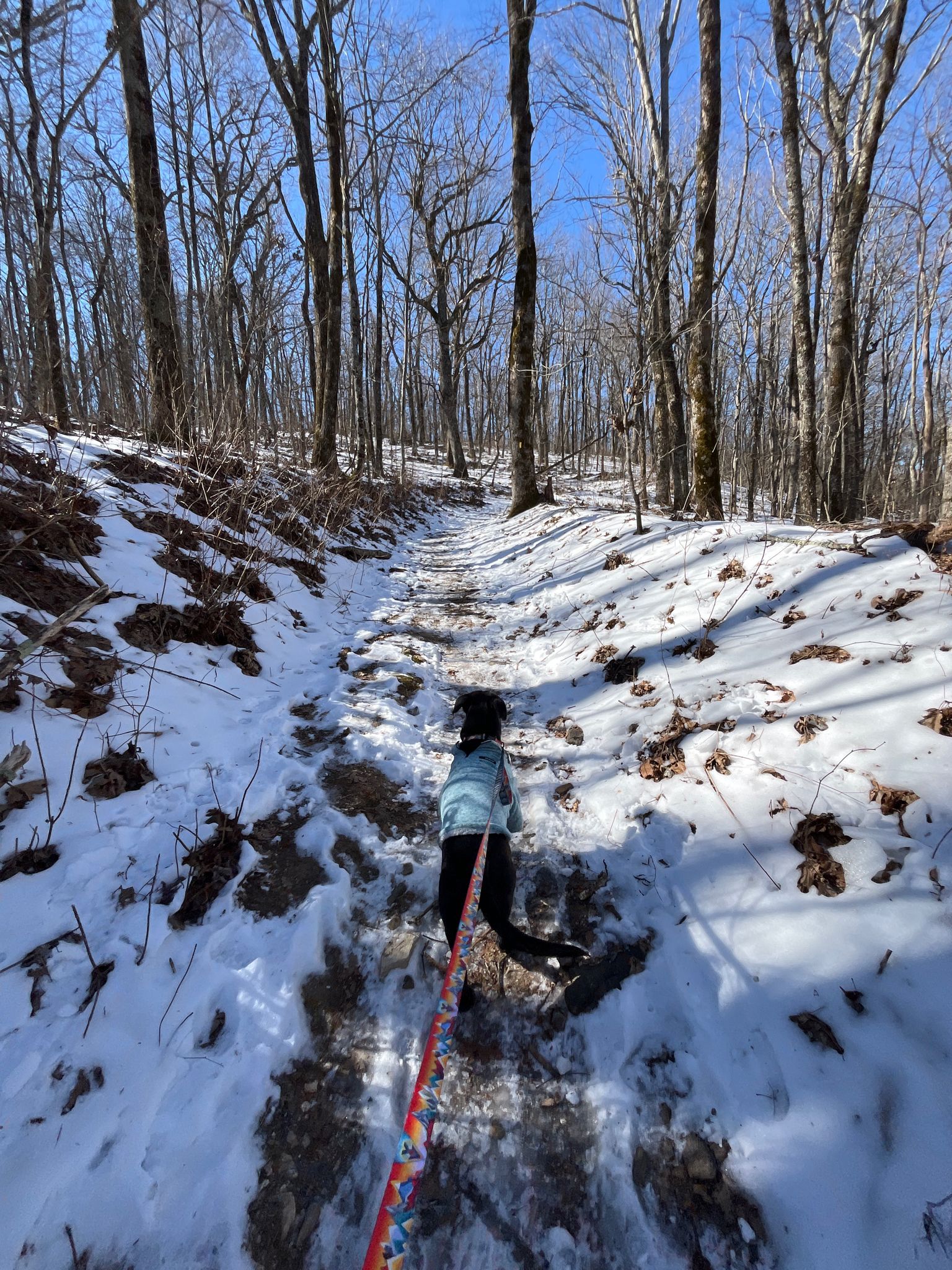 Dog on a leash walking on a snowy forest trail with bare trees. - Rabun Bald via Bartram Trail