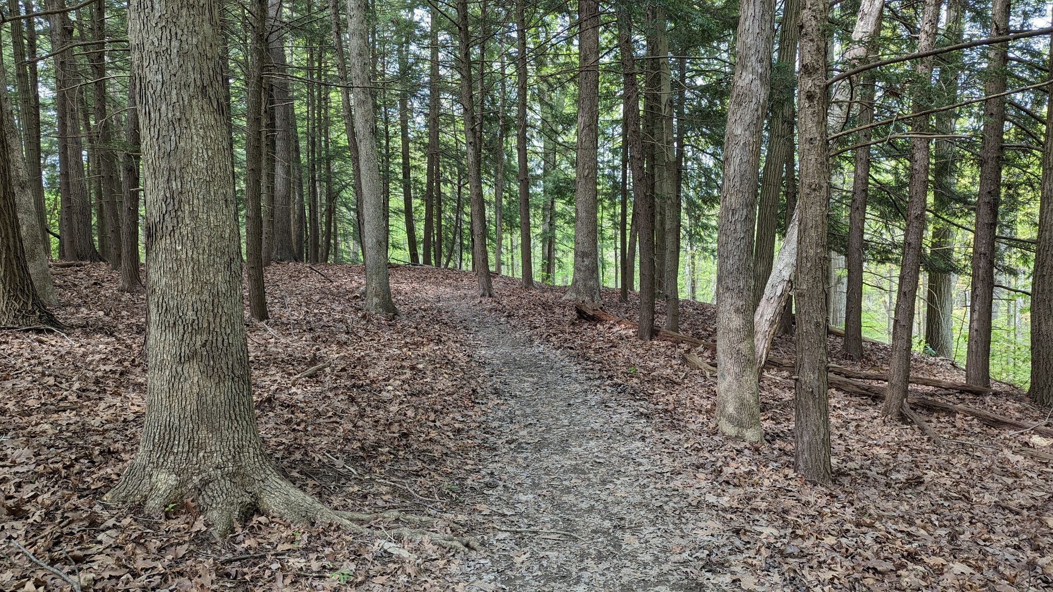 A dirt path leads through a dense forest with tall trees and leaf-covered ground. - Buckeye and Valley Bridle Trail Loop