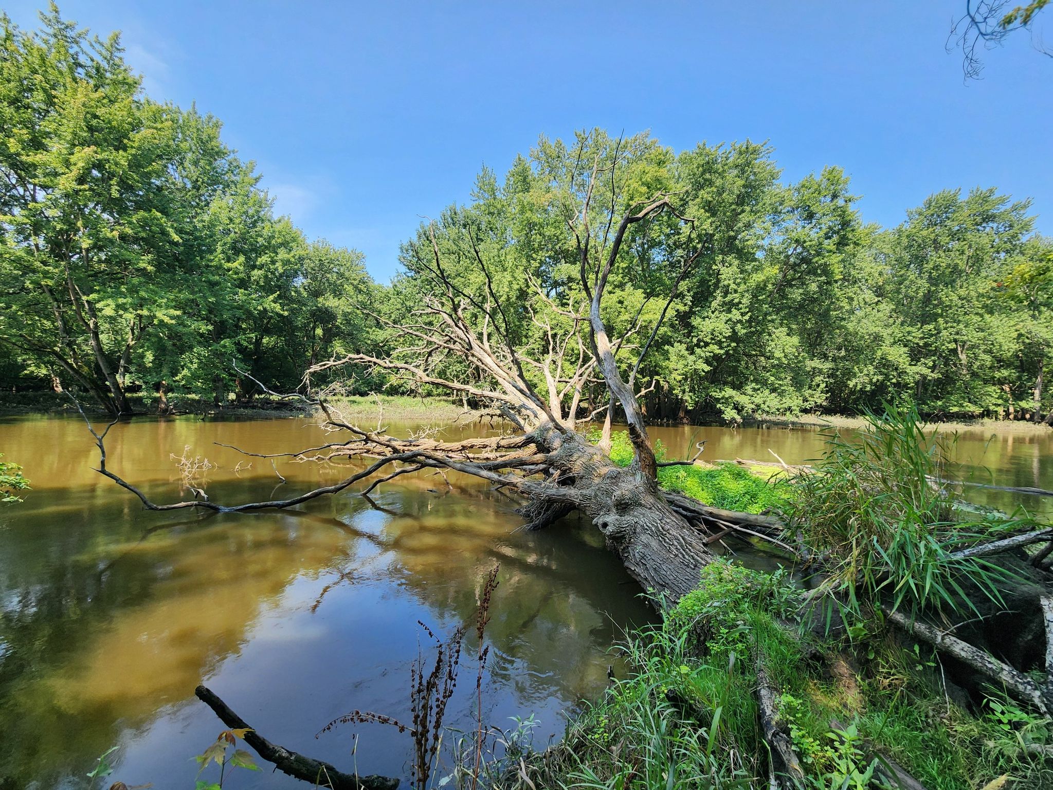 Large fallen tree spans a muddy river under bright daylight, surrounded by green trees. - Half Day Forest Preserve and Des Plaines River Trail Loop