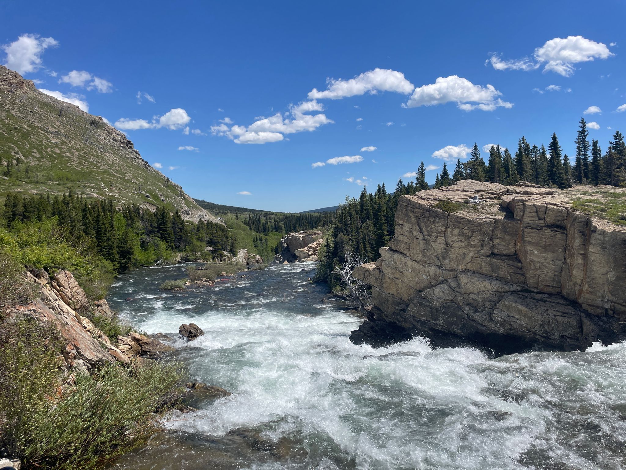 A rushing river flows through a rocky canyon with pine forests under a blue sky. - Glacier National Park – Many Glacier Hotel loop from Saint Mary Visitor Center
